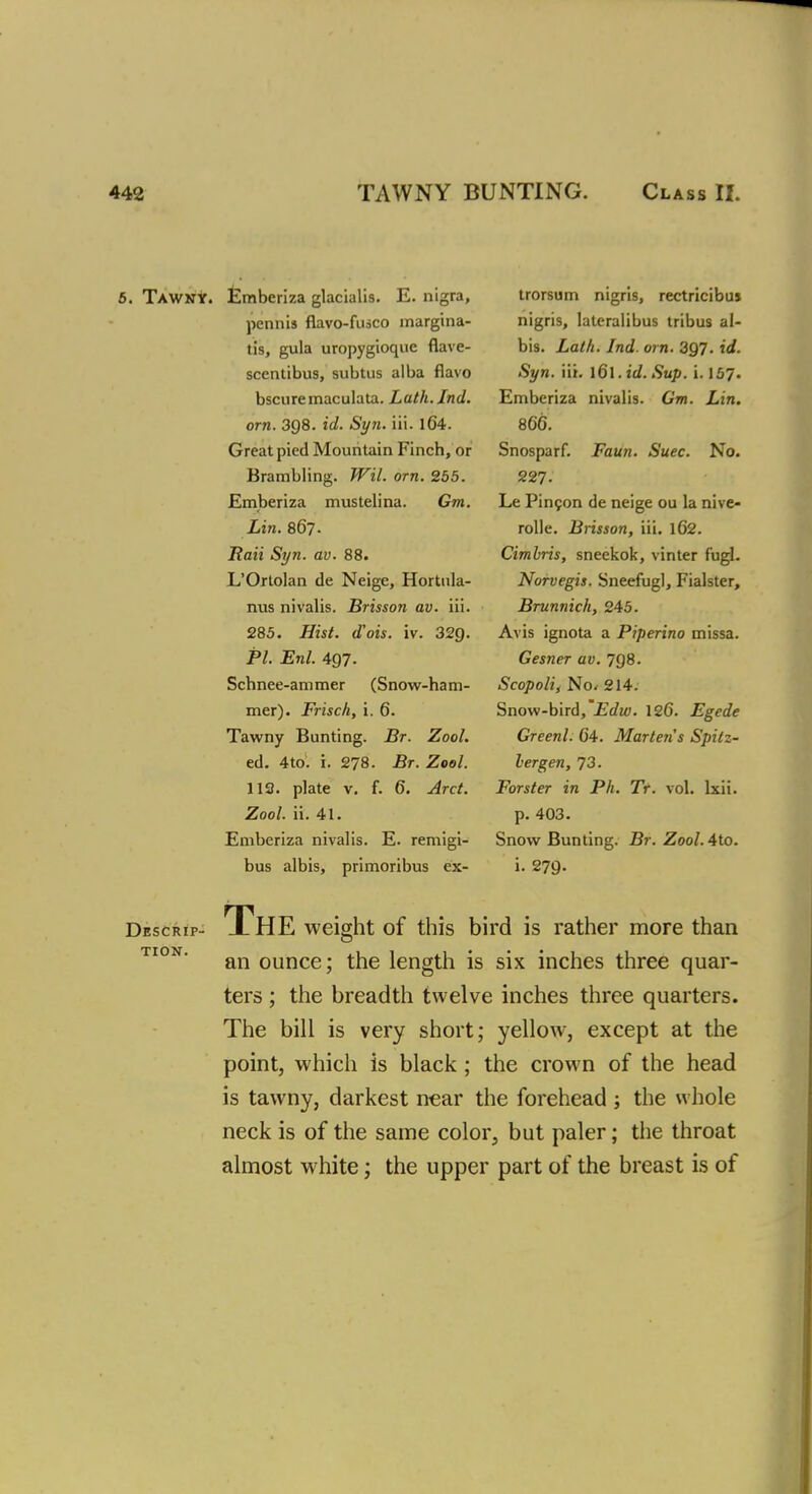 5. Tawny. Emberiza glacialis. E. nigra, pennis flavo-fusco margina- tis, gula uropygioque flave- scentibus, subtus alba flavo bscuremaculata. Lath.Jnd. orn. 398. id. Syn. iii. lG4. Great pied Mountain Finch, or Brambling. Wil. orn. 255. Emberiza mustelina. Gm. Lin. 867. liaii Syn. av. 88. L'Ortolan de Neige, Hortula- nus nivalis. Brisson av. iii. 285. Hist, d'ois. iv. 32Q. PL Enl. 497. Schnee-ammer (Snow-ham- mer). Frisch, i. 6. Tawny Bunting. Br. Zool. ed. 4to. i. 278. Br. Zool. 112. plate v. f. 6. Arct. Zool. ii. 41. Emberiza nivalis. E. remigi- bus albis, primoribus ex- trorsum nigris, rectricibu* nigris, lateralibus tribus al- bis. Lath. Ind. orn. 397. id. Syn. \u. l6l. id. Sup. i. 157. Emberiza nivalis. Gm. Lin. 866. Snosparf. Faun. Suec. No. 227. Le Pincon de neige ou la nive- rolle. Brisson, iii. 162. Cimbris, sneekok, vinter fugl. Norvegis. Sneefugl, Fialster, Brunnich, 245. Avis ignota a Piperino missa. Gesner av. 798. Scopoli, Nov 214. Snow-bird, Edw. 126. Egede Greenl. 04. Martens Spitz- lergen, 73. Forster in Ph. Tr. vol. lxit. p. 403. Snow Bunting. Br. Zool.Ato. i. 279- Descrip- tion. THE weight of this bird is rather more than an ounce; the length is six inches three quar- ters ; the breadth twelve inches three quarters. The bill is very short; yellow, except at the point, which is black ; the crown of the head is tawny, darkest near the forehead ; the whole neck is of the same color, but paler; the throat almost white; the upper part of the breast is of