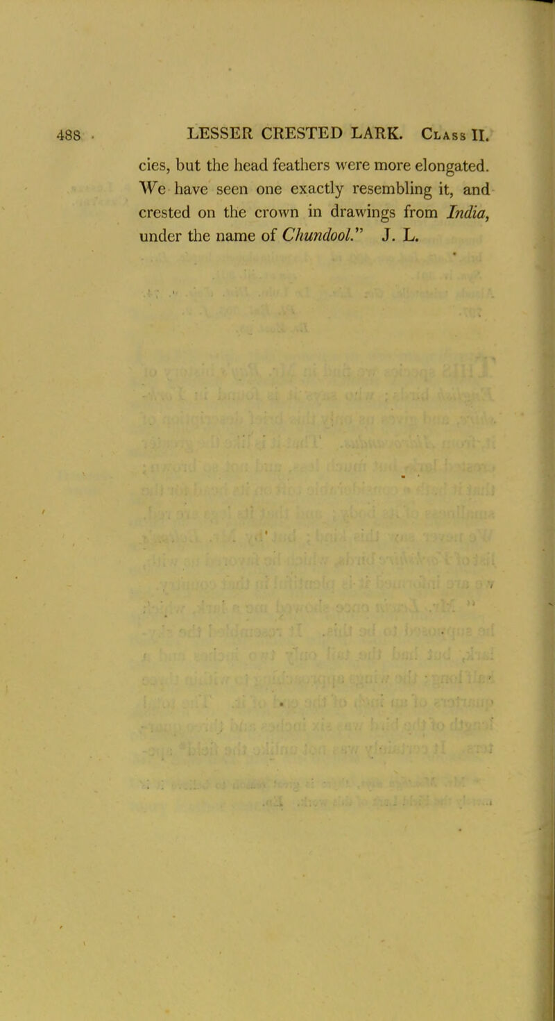 cies, but the head feathers were more elongated. We have seen one exactly resembling it, and crested on the crown in drawings from India, under the name of ChundooV J. L.