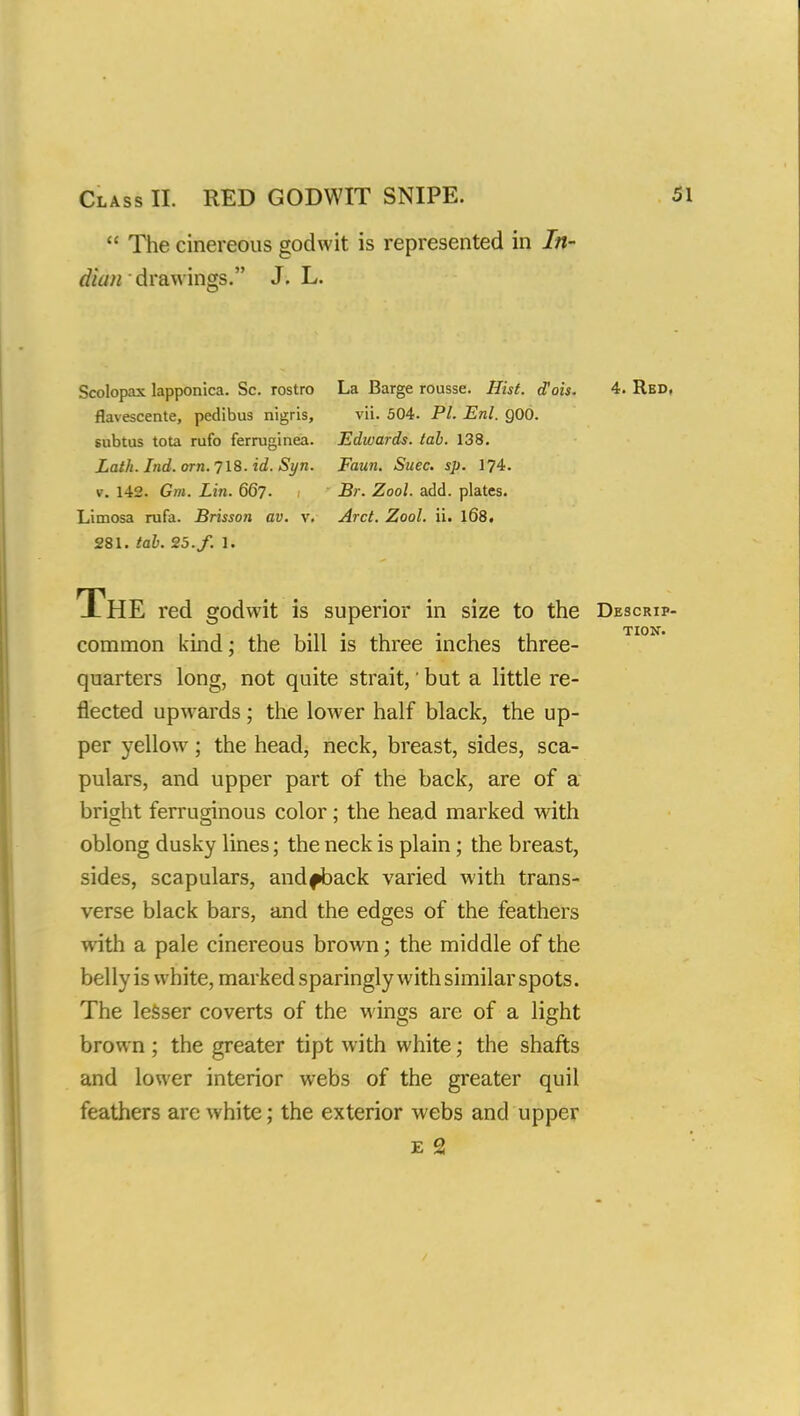  The cinereous godwit is represented in In- dian drawings. J. L. Scolopax lapponica. Sc. rostra La Barge rousse. Hist, oVois. 4. Red. flavescente, pedibus nigris, vii. 504. PL Enl. Q00. subtus tota rufo ferruginea. Edwards, tab. 138. Lath. Ind. orn. 718. id. Syn. Faun. Suec. sp. 174. v. 1-42. Gm. Lin. 667. Br. Zool. add. plates. Limosa rufa. Brisson av. v. Arct. Zool. ii. 168. 281. tab. 25. f. 1. ThE red godwit is superior in size to the Des common kind; the bill is three inches three- quarters long, not quite strait,' but a little re- flected upwards ; the lower half black, the up- per yellow; the head, neck, breast, sides, sca- pulars, and upper part of the back, are of a bright ferruginous color; the head marked with oblong dusky lines; the neck is plain; the breast, sides, scapulars, andfback varied with trans- verse black bars, and the edges of the feathers with a pale cinereous brown; the middle of the belly is white, marked sparingly with similar spots. The lesser coverts of the wings are of a light brown ; the greater tipt with white; the shafts and lower interior webs of the greater quil feathers are white; the exterior webs and upper e 2 CRIP- TI01T.