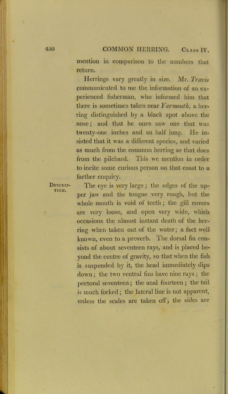 mention in comparison to the numbers that return. Herrings vary greatly in size. Mr. Travis communicated to me the information of an ex- perienced fisherman, who informed him that there is sometimes taken near Yarmouth, a her- ring distinguished by a black spot above the nose; and that he once saw one that was twenty-one inches and an half long. He in- sisted that it was a different species, and varied as much from the common herring as that does from the pilchard. This we mention in order to incite some curious person on that coast to a farther enquiry. Descrip- The eye is very large ; the edges of the up- per jaw and the tongue very rough, but the whole mouth is void of teeth; the gill covers are very loose, and open very wide, which occasions the almost instant death of the her- ring when taken out of the water; a fact well known, even to a proverb. The dorsal fin con- sists of about seventeen rays, and is placed be- yond the centre of gravity, so that when the fish is suspended by it, the head immediately dips down; the two ventral fins have nine rays ; the pectoral seventeen; the anal fourteen ; the tail is much forked; the lateral line is not apparent, unless the scales are taken off; the sides are