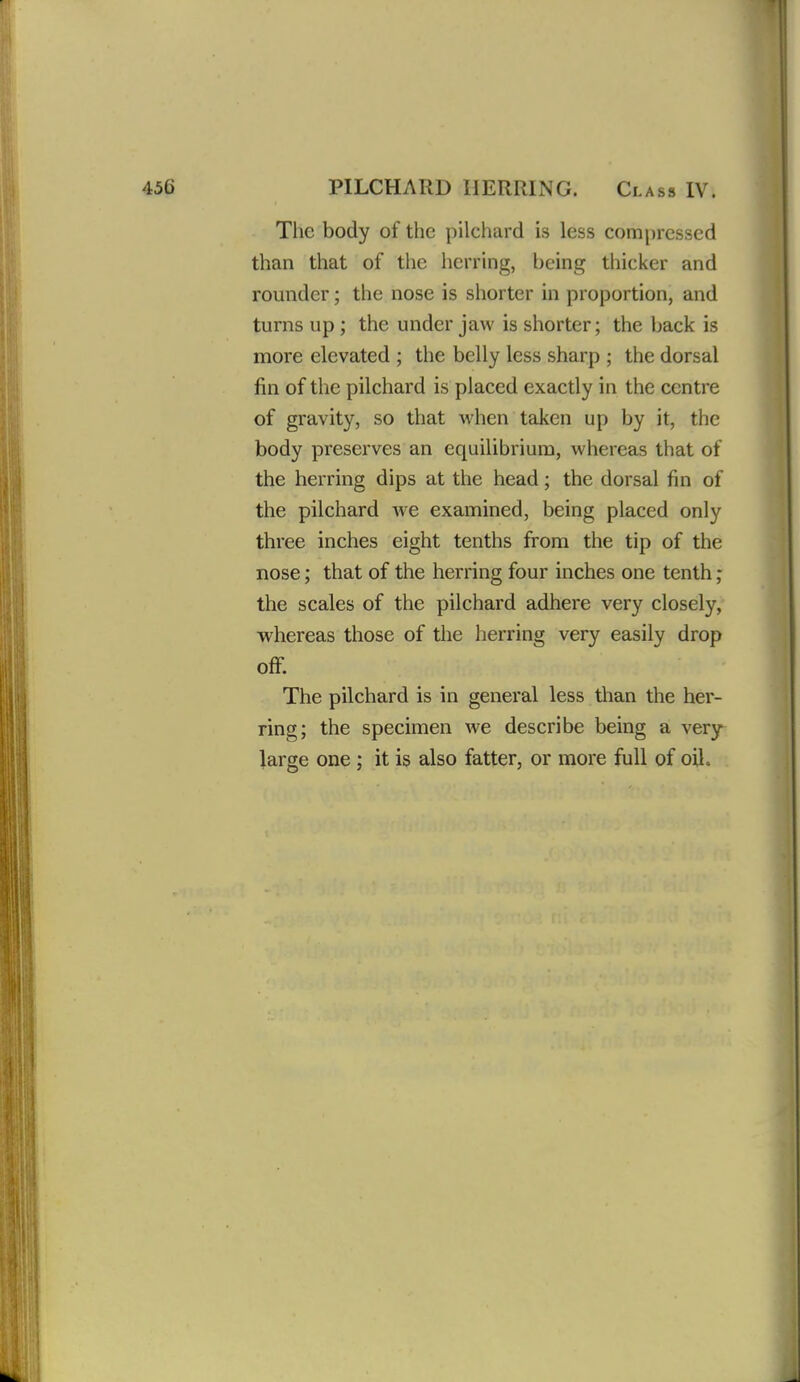 The body of the pilchard is less compressed than that of the herring, being thicker and rounder; the nose is shorter in proportion, and turns up; the under jaw is shorter; the back is more elevated ; the belly less sharp ; the dorsal fin of the pilchard is placed exactly in the centre of gravity, so that when taken up by it, the body preserves an equilibrium, whereas that of the herring dips at the head; the dorsal fin of the pilchard Ave examined, being placed only three inches eight tenths from the tip of the nose; that of the herring four inches one tenth ; the scales of the pilchard adhere very closely, whereas those of the herring very easily drop off. The pilchard is in general less than the her- ring; the specimen we describe being a very large one ; it is also fatter, or more full of oiL