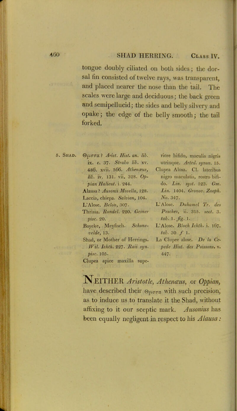 tongue doubly ciliated on both sides; the dor- sal fin consisted of twelve rays, was transparent, and placed nearer the nose than the tail. The scales were large and deciduous; the back green and semipellucid; the sides and belly silvery and opake; the edge of the belly smooth; the tail forked. 5. Shad. Q^Kxtrcc ? Anst. Hist. an. lib. ix. c. 37. Strabo lib. xv. 486. xvii. 566. Athenmis, lib. iv. 131. vii. 328. Op- pian Halieut. i. 244. Alausa? Aiisonii Mosella, 128. Laccia, chiepa. Salvian, 104. L'Alose. Belon, 30?. Thrissa. Rondel. 220. Gesner pise. 20. Bayeke, Meyfiscli. Schone- velde, 13. Shad, or Mother of Herrings. JVil. Ichth. 227. Rail syn. pise. 105. Clupea apice maxilla supe- riore bifido, maculis nigris utrinqiie. Arled. synon. 15. Clupea Alosa. CI. lateribus nigro maculatis, rostro bifi- do. Lin. syst. 523- Gtn. Lin. 1404. Gronov. Zooph. No. 347. L'Alose. Duhatnel Tr. des Pesches, ii. 315. sect. 3. tab. l.fig.l. L'Alose. Block Ichth. i. 167. tab. 30/1. La Clupee alose. De la Ce- pede Hist, des Poissons, v. 447. Neither Aristotle, Athenceus, or Oppian, have described their Gpio-o-a with such precision, as to induce us to translate it the Shad, without affixing to it our sceptic mark. Ausonius has been equally negligent in respect to his Alausa: