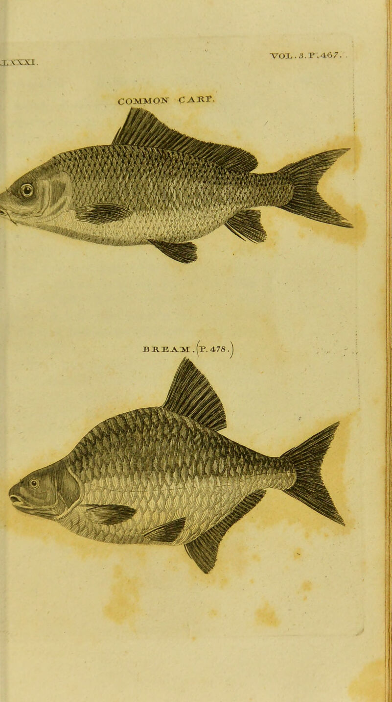COMMON CAKr.
