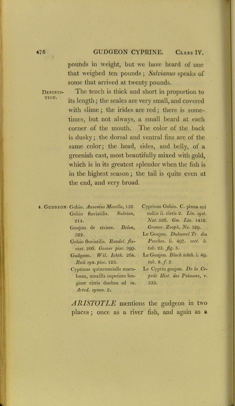 pounds in weight, but we have heard of one that weighed ten pounds ; Salvianus speaks of some that arrived at twenty pounds. Descrip- The tench is thick and short in proportion to its length; the scales are very small, and covered with slime ; the irides are red; there is some- times, but not always, a small beard at each corner of the mouth. The color of the back is dusky; the dorsal and ventral fins are of the same color; the head, sides, and belly, of a greenish cast, most beautifully mixed with gold, which is in its greatest splendor when the fish is in the highest season; the tail is quite even at the end, and very broad. 4. Gudgeon. Gobio. Ausonius Mosella, 132. Gobio fluviatilis. Salvian, 214. Goujon de riviere. Belon, 322. Gobio fluviatilis. Rondel, flu- viat. 206. Gesner pise. 3QQ. Gudgeon. IVil. Ickth. 264. Rati syn.pisc. 123. Cyprinus quincuncialis macu- losus, maxilla superiore lon- giore cirris duobus ad os. Arted. synon. 2. Cyprinus Grobio. C. pinna ani radiis ii. cirris 2. Lin. syst. Nat. 526. Gm. Lin. 1412. Gronov. Zooph. No. 32Q. Le Goujon. Duhamel Tr. des Pesches. ii. 497. sect. 3. tab. 23. Jig. 5. Le Goujon. Block ichth. i. 49. tab. 8. f. 2. Le Cyprin goujon. De la Ce- pede Hist, des Poissons, v. 533. ARISTOTLE mentions the gudgeon in two places; once as a river fish, and again as a