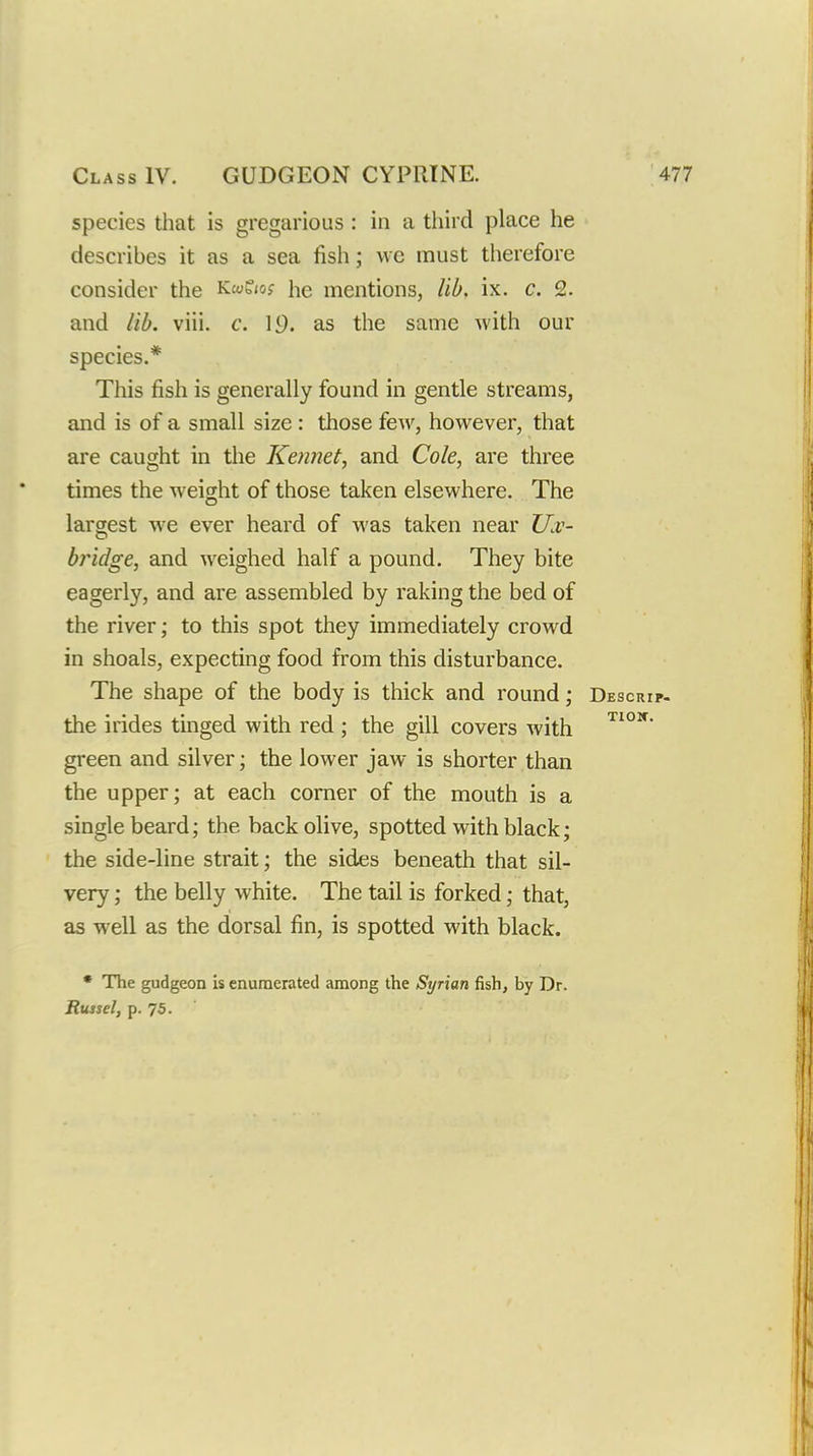 species that is gregarious : in a tliii d place he describes it as a sea fish; we must therefore consider the Kwfjof he mentions, lib. ix. c. 2. and lib. viii. c. li). as the same with our species.* This fish is generally found in gentle streams, and is of a small size : those few, however, that are caught in the Kennet, and Cole, are three times the weight of those taken elsewhere. The largest we ever heard of was taken near ZZr- bj^idge, and weighed half a pound. They bite eagerly, and are assembled by raking the bed of the river; to this spot they immediately crowd in shoals, expecting food from this disturbance. The shape of the body is thick and round; Descrip- the irides tinged with red ; the gill covers with green and silver; the lower jaw is shorter than the upper; at each corner of the mouth is a single beard; the back olive, spotted with black; the side-line strait; the sides beneath that sil- very ; the belly white. The tail is forked; that, as well as the dorsal fin, is spotted with black. * The gudgeon is enumerated among the Syrian fish, by Dr. Russel, p. 75.