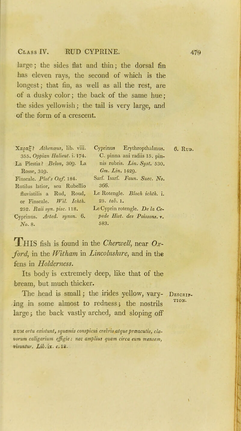 large; the sides flat and thin; the dorsal fin has eleven rays, the second of which is the longest; that fin, as well as all the rest, are of a dusky color; the back of the same hue; the sides yello^^'ish; the tail is very large, and of the form of a crescent. Xapa^? Athenceus, lib. viii. 355. Oppian Halieut. i. 174. La Plestia? Belon, 309- La Rosse, 319. Finscale. Plot's Oxf. 184. Rutilus latior, seu Rubellio fluviatilis a Rud, Roud, or Finscale. Wil. Ichlh. 252. Raii syn. pise. Cyprinus. Arted. synon. 6. No. 8. Cyprinus Erythropthalmus. Q. Rui>. C. pinna ani radiis 15. pin- nis rubris. Lin. Syst, 530. Gm. Lin, 1429. Sarf. Isarf. Faun. Suec. No. 366. Le Rotengle. Block ichth. i. 25. tab. 1. Le Cyprin rotengle. De la Ce- pede Hist, des Poissons. r. 583. This fish is found in the Cherwell, near Ox- ford, in the IVitham in Lincohishire, and in the fens in Holderness. Its body is extremely deep, like that of the bream, but much thicker. The head is small; the irides yellow, vary- Descrip- ing in some almost to redness; the nostrils large; the back vastly arched, and sloping off RDM OTtu existunt, squamis conspicui crelris atqueprceaculis, cla- varum caligarium effigie: nec ampUus quam circa eum mensem, firuntur. Lib. ix. c. 18.
