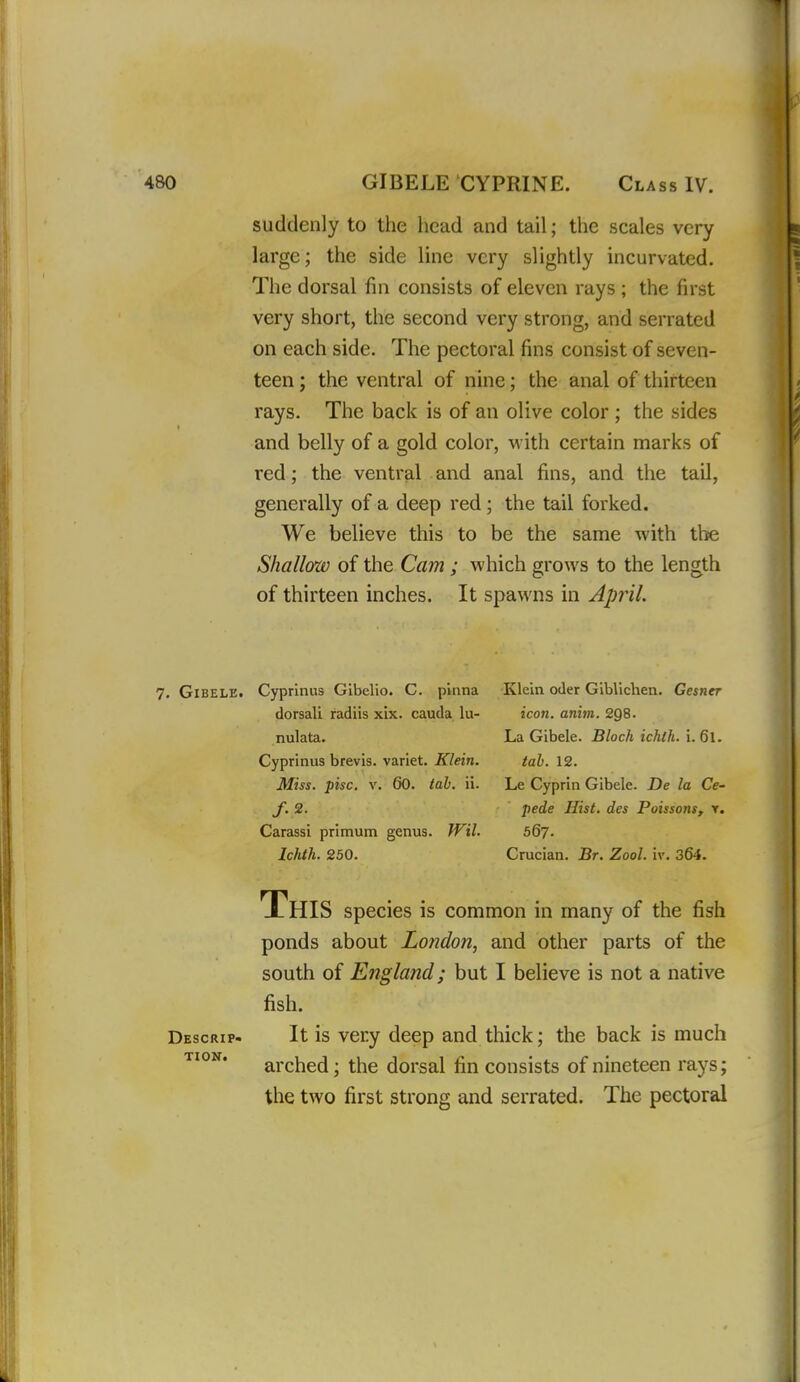 suddenly to the head and tail; the scales very large; the side line very slightly incurvated. The dorsal fin consists of eleven rays ; the first very short, the second very strong, and serrated on each side. The pectoral fins consist of seven- teen ; the ventral of nine; the anal of thirteen rays. The back is of an olive color ; the sides and belly of a gold color, M ith certain marks of red; the ventral and anal fins, and the tail, generally of a deep red; the tail forked. We believe this to be the same with the Shallow of the Cam ; which grows to the length of thirteen inches. It spawns in April. 7. GiBELE. Cyprinus Glbelio. C. pinna dorsali radiis xix. cauda lu- nulata. Cyprinus brevis. variet. Klein. Miss. pise. V. 60. tab. ii. /. 2. Carassi prlmum genus. JVil. Ichth. 250. Klein oUer Gibliclien. Gesner icon. anim. 2QS. La Gibele. Block ichth. i. 61. tab. 12. Le Cyprin Gibele. De la Ce- pede Hist, des PoissonSf y. 567. Crucian. Br. Zool. iv. 364. Descrip- tion. This species is common in many of the fish ponds about London, and other parts of the south of England; but I believe is not a native fish. It is very deep and thick; the back is much arched; the dorsal fin consists of nineteen rays; the two first strong and serrated. The pectoral