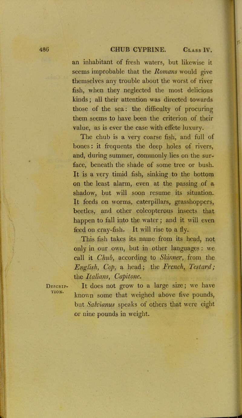 an inhabitant of fresh waters, but likewise it seems improbable that the Romans would give themselves any trouble about the worst of river fish, when they neglected the most delicious kinds; all their attention was directed towards those of the sea: the difficulty of procuring them seems to have been the criterion of their value, as is ever the case with effete luxury. The chub is a very coarse fish, and full of bones: it frequents the deep holes of rivers, and, during summer, commonly lies on the sur> face, beneath the shade of some tree or bush. It is a very timid fish, sinking to the bottom on the least alarm, even at the passing of a shadow, but will soon resume its situation. It feeds on worms, caterpillars, grasshoppers, beetles, and other coleopterous insects that happen to fall into the M^ater; and it will even feed on cray-fish. It will rise to a fly. This fish takes its name from its head, not only in our own, but in other languages : we call it Chub, according to Skinner, from the English, Cop, a head; the French, Testard; the Italians, Capitone. Descrip- It does not grow to a large size; we have ^*°^* known some that weighed above five pounds, but Salvianus speaks of others that were eight or nine pounds in weight.