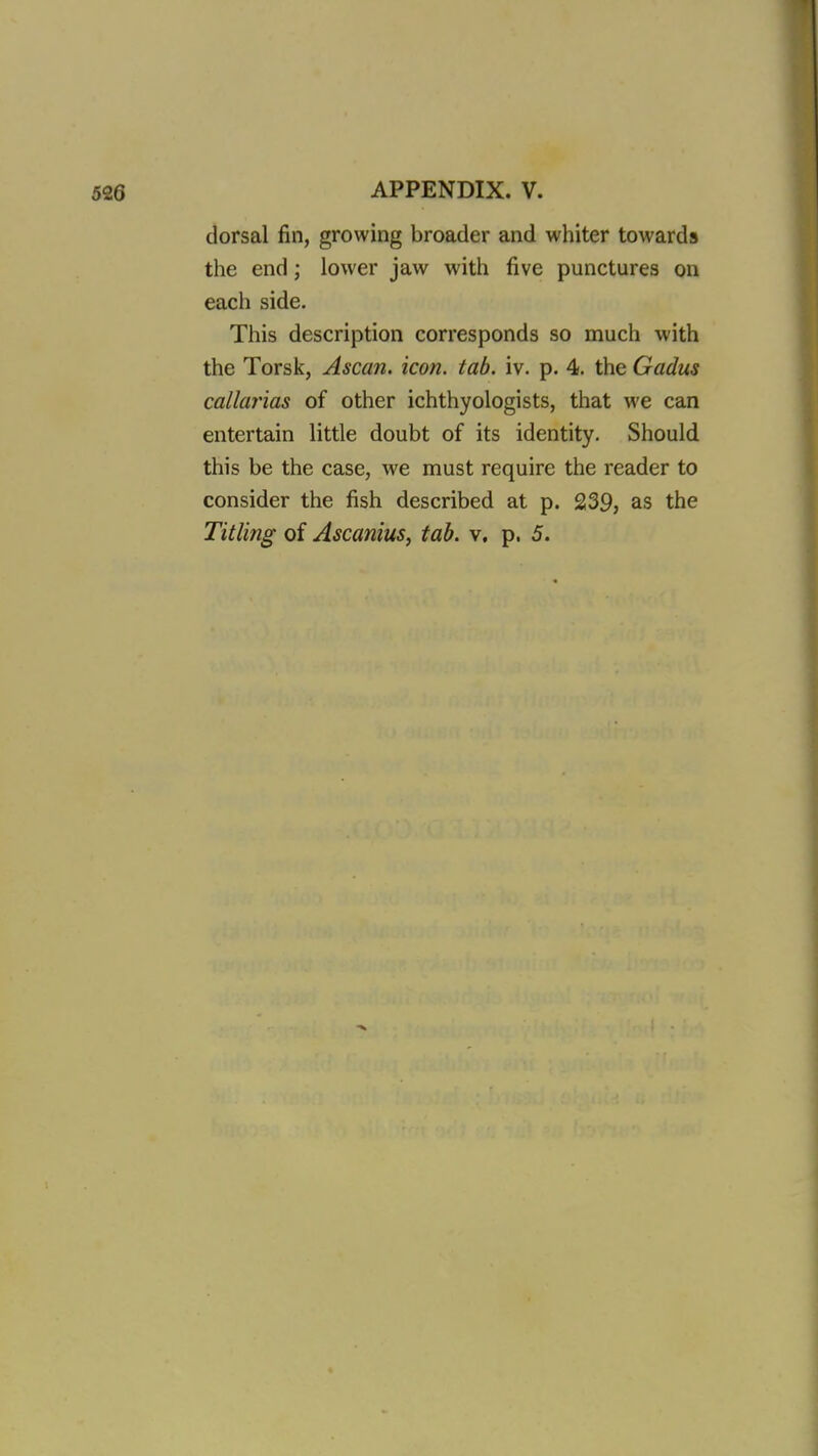 dorsal fin, growing broader and whiter towards the end; lower jaw with five punctures on each side. This description corresponds so much with the Torsk, Ascan. icon. tab. iv. p. 4. the Gadus callarias of other ichthyologists, that we can entertain little doubt of its identity. Should this be the case, we must require the reader to consider the fish described at p. 239, as the Titling of Ascanius, tab. v, p. 5.