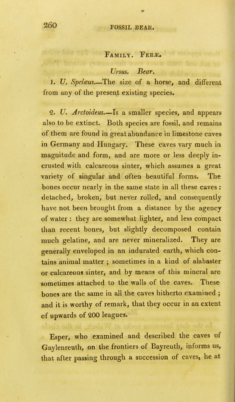 POSSIL BEAU. Family. Fer^. Ursus. Bear. 1. U. Spelesus.—^The size of a horse, and different from any of the present existing species. 2. U. Arctoidem.—Is a smaller species, and appears also to be extinct. Both species are fossil, and remains of them are found in great abundance in limestone caves in Germany and Hungary. These caves vary much in magnitude and form, and are more or less deeply in- crusted with calcareous sinter, which assumes a great variety of singular and often beautiful forms. The bones occur nearly in the same state in all these caves: detached, broken, but never rolled, and consequently have not been brought from a distance by the agency of water ; they are somewhat lighter, and less compact than recent bones, but slightly decomposed contain much gelatine, and are never mineralized. They are generally enveloped in an indurated earth, which con- tains animal matter ; sometimes in a kind of alabaster or calcareous sinter, and by means of this mineral are sometimes attached to the walls of the caves. These bones are the same in all the caves hitherto examined ; and it is worthy of remark, that they occur in an extent of upwards of 200 leagues. Esper, who examined and described the caves of Gaylenreuth, on the frontiers of Bayreuth, informs us, that after passing through a succession of caves, he at