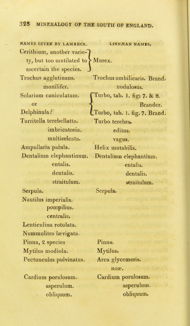 HAMES GIVEK BY LAMARCK Cerithium, another varie- ty, but too mutilated to ascertain the species. Trochus agglutinans. monilifer. Solarium caniculatum. or Delphinula :* Turritella terebellatta, imbricatoria. multisnlcata. Ampullaria patula. I LINNiEAN NAMKS, Murex. Trochus umbilicaris. Brand, nodulosus. & 8. rander. fig. 7. Brand. Turbo terebra* editus-. 1JUUU109US. TTurbo, tab. 1. fig; 7. j Bra (.Turbo, tab. 1. fig. 7.'. vagus. Helix rautabilis. Dentalium elephantinum. Dientalium elephantium. en talis. en talis, dentalis. dentalis. straitulum. straitulum. Serpula. Serpula. Nautilus imperialis, pompilius^ centralis^ Lenticulina rotulata. Nummulites laevigata. Pinna, 2 species Mytilus modiola. Pectunculus pulvinatus. Cardium porulosum. asperulum. obliquum. Pinna. Mytilus. Area glycemeris, noae. Cardium porulosum. asperulum. obliquum.