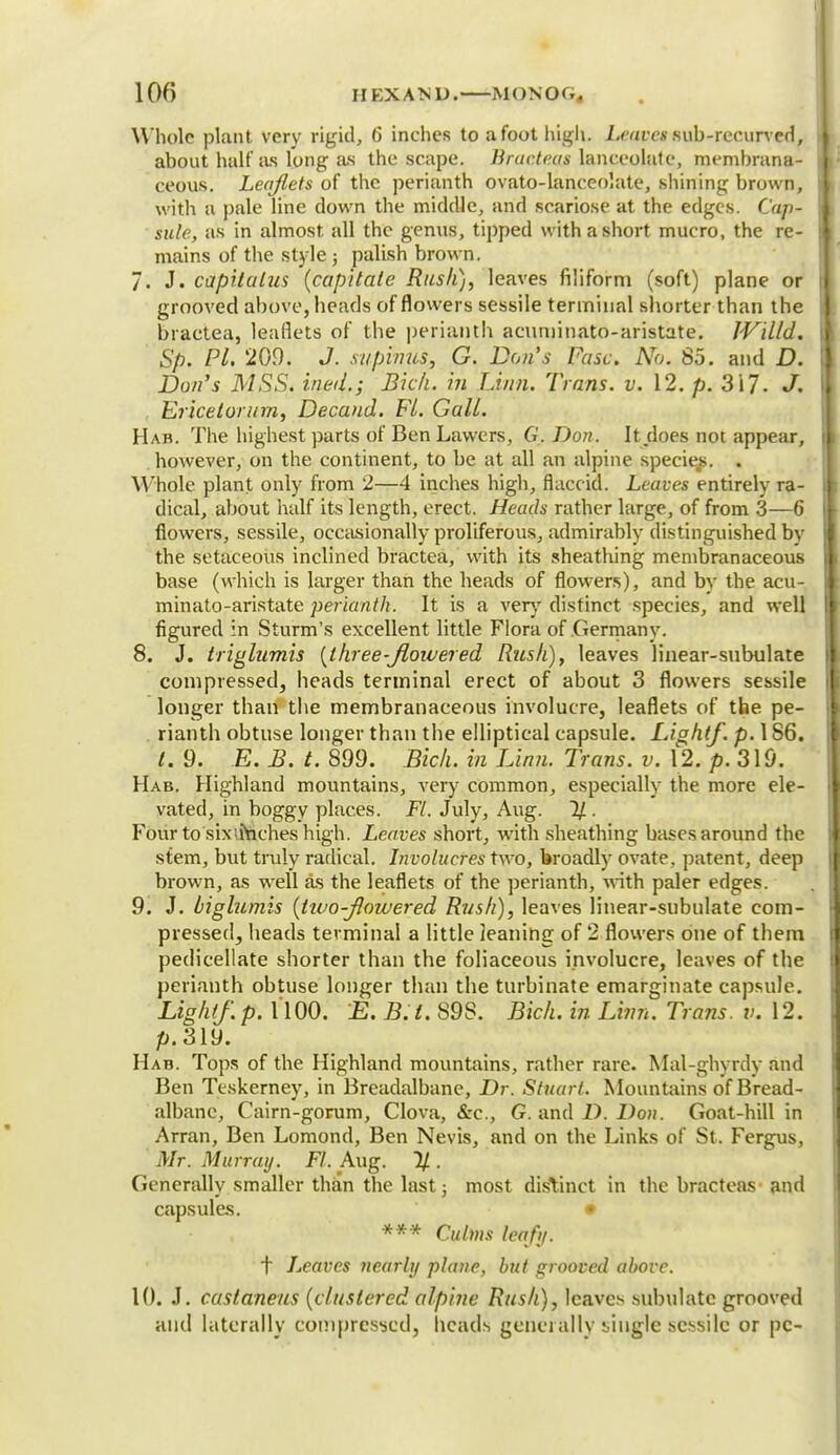 Whole plant very rigid, 6 inches to afoot high. Leaves sub-recurved, about half as long as the scape. Brat-teas lanceolate, membrana- ceous. Leaflets of the perianth ovato-lanceolate, shining brown, with a pale line down the middle, and scariose at the edges. Cap- side, as in almost all the genus, tipped with a short mucro, the re- mains of the style ; palish brown. 7. J. capitalus (capitate Rusk), leaves filiform (soft) plane or grooved above, heads of flowers sessile terminal shorter than the bractea, leaflets of the perianth acuminato-aristate. JVilld. Sp. PL 209. J. aupinus, G. Don's Fasc. No. 85. and D. Don's MSS. inetl.; Bull, in Linn. Trans, v. 12. p. 317- J. Ericetorum, Decand. FL Gall. Hab. The highest parts of Ben Lavvers, G. Don. It does not appear, however, on the continent, to be at all an alpine species. . Whole plant only from 2—4 inches high, flaccid. Leaves entirely ra- dical, about half its length, erect. Heads rather large, of from 3—6 flowers, sessile, occasionally proliferous, admirably distinguished by the setaceous inclined bractea, with its sheathing membranaceous base (which is larger than the heads of flowers), and by the acu- minato-aristate perianth. It is a very distinct species, and well figured in Sturm's excellent little Flora of Germany. 8. J. triglumis (three-Jloivered Rush), leaves linear-subulate compressed, heads terminal erect of about 3 flowers sessile longer than the membranaceous involucre, leaflets of the. pe- rianth obtuse longer than the elliptical capsule. Light/, p. 186. I. 9. E. B. t. 899. Bich. in Linn. Trans, v. 12. p. 319. Hab. Highland mountains, very common, especially the more ele- vated, in boggy places. Fl. July, Aug. 1/ . Four to sixiraches high. Leaves short, with sheathing bases around the stem, but truly radical. Involucres two, broadly ovate, patent, deep brown, as well as the leaflets of the perianth, with paler edges. 9. J. biglumis (tivo-JIowered Rush), leaves linear-subulate com- pressed, heads tevminal a little leaning of 2 flowers one of them pedicellate shorter than the foliaceous involucre, leaves of the perianth obtuse longer than the turbinate emarginate capsule. Light/, p. 1100. E. B.t. 89S. Bich. in Linn. Trans, v. 12. p.319. Hab. Tops of the Highland mountains, rather rare. Mal-ghyrdy and Ben Teskerney, in Breadalbane, Dr. Stuart. Mountains of Bread- albanc, Cairn-gorum, Clova, &c, G. and D. Don. Goat-hill in Arran, Ben Lomond, Ben Nevis, and on the Links of St. Fergus, Mr. Murray. Ft. Aug. 3/ . Generally smaller than the last; most distinct in the bracteas and capsules. * *** Culms leafy. t Leaves nearly plane, but grooved above. 10. J. castaneus (clustered alpine Rush), leaves subulate grooved and laterally compressed, heads generally single sessile or pc-