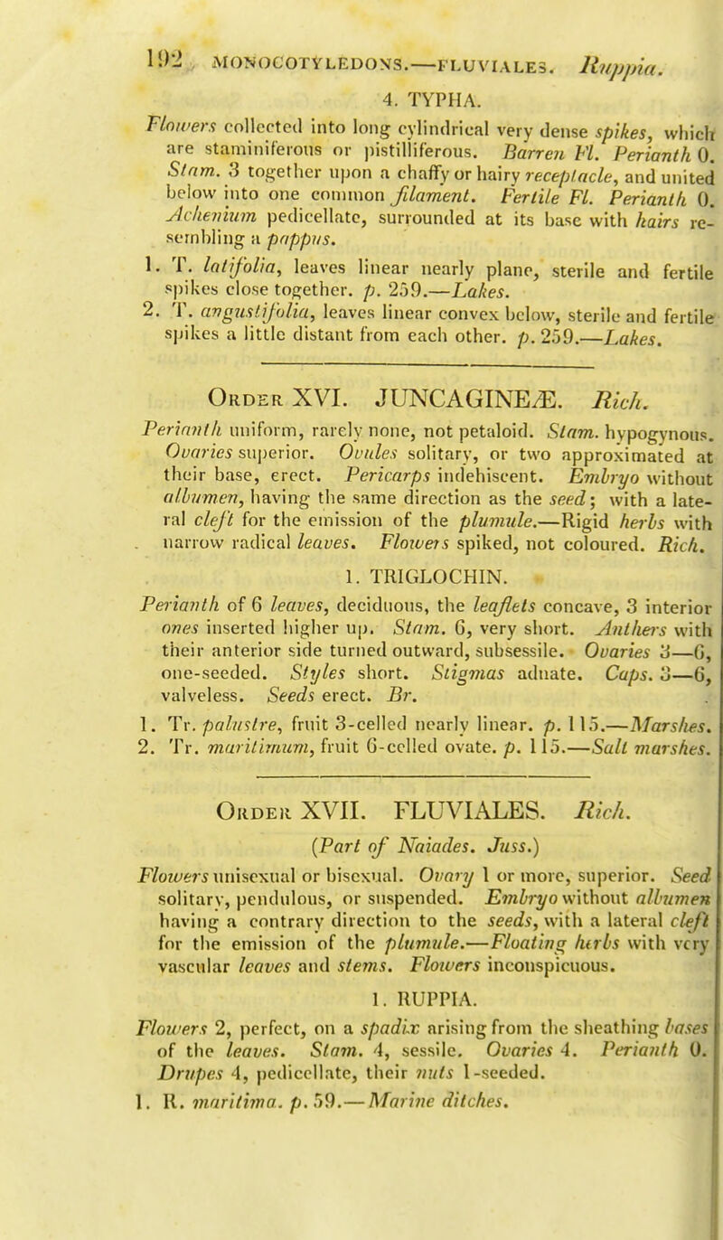 4. TYPHA. Flowers collected into long cylindrical very dense spikes, which are staminiferous or pistilhferous. Barren Ft. Perianth 0. Slam. 3 together upon a chaffy or hairy receptacle, and united below into one common filament. Fertile Fl. Perianth 0. Achenium pedicellate, surrounded at its base with hairs re- sembling a pappus. L. T. latifolia, leaves linear nearly plane, sterile and fertile spikes close together, p. 259.—Lakes. 2. T. av gust if alia, leaves linear convex below, sterile and fertile spikes a little distant from each other, p. 259.—Lakes. Order XVI. JUNCAGINE/E. Rich. Perianth uniform, rarely none, not petaloid. Slam, hypogynous. Ovaries superior. Ovules solitary, or two approximated at their base, erect. Pericarps indehiscent. Embryo without albumen, having the same direction as the seed; with a late- ral cleft for the emission of the plumule.—Rigid herbs with narrow radical leaves. Flowers spiked, not coloured. Rich. 1. TRIGLOCHIN. Perianth of 6 leaves, deciduous, the leaflets concave, 3 interior ones inserted higher up. Slam. 6, very short. Ant Iters with their anterior side turned outward, subsessile. Ovaries a—(i, one-seeded. Styles short. Stigmas aduate. Caps, 3—6, valveless. Seeds erect. Br. 1. Tr. paluslre, fruit 3-celled nearly linear, p. 115.—Marshes. 2. Tr. marilimum, fruit 6-cclled ovate, p. 115.—Salt marshes. Order XVII. FLUVIALES. Rich. (Part of Naiades. Juss.) Flowers unisexual or bisexual. Ovary 1 or more, superior. Seed solitarv, pendulous, or suspended. Embryo without albumen having a contrary direction to the seeds, with a lateral cleft for the emission of the plumule.—Floating htrbs with very vascular leaves and stems. Floivers inconspicuous. 1. RUPPIA. Flowers 2, perfect, on a spadix arising from the sheathing bases of the leaves. Slam. 4, sessile. Ovaries 4. Perianth 0. Drupes 4, pedicellate, their nuts 1-seeded. 1. R. maritima. p. 59.— Marine ditches.