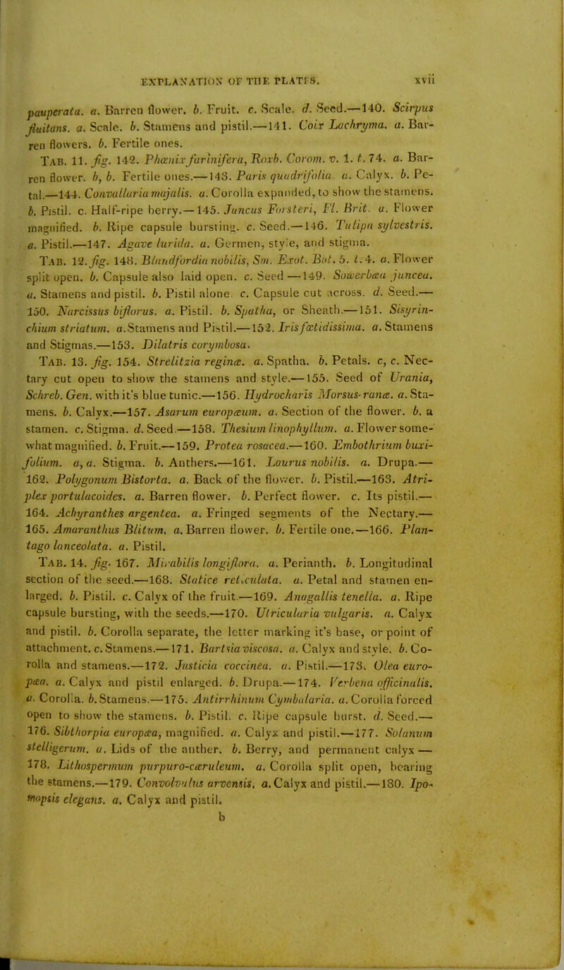 pauperata. a. Barren flower, b. Fruit, c. Scale, d. Seed.—140. Scirpus Jiuitans. a. Scale, b. Stamens and pistil.—141. Coix Lachryma. a. Bar- ren flowers, b. Fertile ones. Tab. 11. fig. 142. Phanixfarlnifera, Roxb. Coram. V. 1.1. 74. o. Bar- ren flower. b,b. Fertile ones.— 143. Par in qua dr if h/.ia. a. Calyx, b. Pe- tal.—144. Convalluria majalis. a. Corolla expanded, to show the stamens. b. Pistil, c. Half-ripe berry.—145. Juncus Forsteri, Fl. Brit. a. Flower magnified, b. Ripe capsule bursting, c. Seed.—146. Tulipa sylvestris. a. Pistil.—147. Agave lurida. a. Germen, style, and stigma. TAB. 12. fig. \4H.Btuhdf'ordianobilis,Sm. Exot. Bot.b. 1.4. a. Flower split open. b. Capsule also laid open. c. Seed—149. Sower baa junceu. a. Stamens and pistil, b. Pistil alone, c. Capsule cut across, d. Seed.— 150. Narcissus bifiurus. a. Pistil, b. Spat/ia, or Sheath.—151. Sisyrin- chium striatum, a.Stamens and Pistil.— \bl.Irisfxtidissima. a. Stamens and Stigmas.—153. Dilatris curymbosa. Tab. 13. fig. 154. Strelitzia reginx. a. Spatha. b. Petals, c, c. Nec- tary cut open to show the stamens and style.—155. Seed of Urania, Schreb. Gen. with it's blue tunic.—156. Ilydrocharis Morsus-rana. a. Sta- mens, b. Calyx.—157. Asarum europium, a. Section of the flower, b. a stamen, c. Stigma, d. Seed.—158. Thesium UnophylLum. a. Flower some- what magnified, b. Fruit.—159. Protea rosacea.—160. Fmbothrium buxi- fvlium. a, a. Stigma, b. Anthers.—161. Laurus nobilis. a. Drupa.— 162. Polygonum Bistorta. a. Back of the flower, b. Pistil.—163. Atri- plex portulacoides. a. Barren flower, b. Perfect flower, c. Its pistil.— 164. Achyranthes argentea. a. Fringed segments of the Nectary.— 1G5. Amaranthus Blitum. a. Barren flower, b. Fertile one.—166. Plan- tago lanceolata. a. Pistil. Tab. 14. fig. 167. Mirabilis longifiora. a. Perianth, b. Longitudinal section of the seed.—168. Statice reticulata, a. Petal and stamen en- larged, b. Pistil, c. Calyx of the fruit.—169. Anagallis tenella. a. Ripe capsule bursting, with the seeds.—170. Ulricularia vulgaris, a. Calyx and pistil, b. Corolla separate, the letter marking it's base, or point of attachment, c.Stamens.—171. Barlsiaviseosa. a. Calyx and style, b. Co- rolla and stamens.—172. Justicia coccinea. a. Pistil.—173. Olea euro- pea, a. Calyx and pistil enlarged. 6. Drupa.—174. Verbena officinalis, u. Corolla. ft.Stamens.—175. Antirrhinum Cymbularia. a. Corolla forced open to show the stamens, b. Pistil, c. Ripe capsule burst, d. Seed.— 176. Sibthorpia europeea, magnified, a. Calyx and pistil.—177. So/anuin stelligerum. a. Lids of the anther, b. Berry, and permanent calyx — 178. Litlwspermum purpuro-cteruleum. a. Corolla split open, bearing the stamens.—179. Convolvulus arvensis. a. Calyx and pistil.—180. Ipo- mopsis elegans. a. Calyx and pistil. b