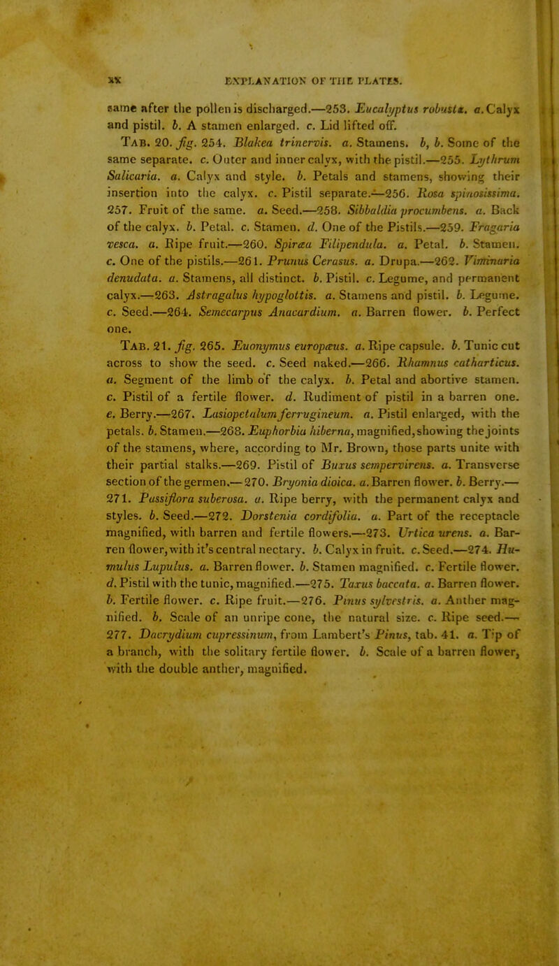 same after the pollen is discharged.—253. Eucalyptus robust*, a. Calyx and pistil, b. A stamen enlarged, c. Lid lifted off. Tab. 20. fig. 254. Blakea trinervis. a. Stamens, b, b. Some of the same separate, c. Outer and inner calyx, with the pistil.—255. Lyt/irum Salicaria. a. Calyx and style, b. Petals and stamens, showing their insertion into the calyx, c. Pistil separate.—256. Rosa spinosissima. 257. Fruit of the same. a. Seed.—258. Sibbaldia procumbent, a. Back of the calyx, b. Petal, c. Stamen, d. One of the Pistils.—259. Fragaria vesca. a. Ripe fruit.—260. Spiraa Filipendula. a. Petal, b. Stamen. c. One of the pistils.—261. Prunus Cerasus. a. Drupa.—262. Viminaria denudata. a. Stamens, all distinct, b. Pistil, c. Legume, and permanent calyx.—263. Astragulus hypoglottis. a. Stamens and pistil, b. Legume, c. Seed.—264. Semecarpus Anacardium. a. Barren flower, b. Perfect one. Tab. 21. fg. 265. Euonymus europeeus. a. Ripe capsule, b. Tunic cut across to show the seed. c. Seed naked.—266. Bhamnus catharticus. a. Segment of the limb of the calyx, b. Petal and abortive stamen. c. Pistil of a fertile flower, d. Rudiment of pistil in a barren one. e. Berry.—-267. Lasiopctalumferrugineum. a. Pistil enlarged, with the petals, b. Stamen.—268. Euphorbia hiberna, magnified,showing the joints of the stamens, where, according to Mr. Brown, those parts unite with their partial stalks.—269. Pistil of Buxus sernpervirens. a. Transverse section of the germen.— 270. Bryonia dioica. a. Barren flower, b. Berry.— 271. Fussiflora suberosa. a. Ripe berry, with the permanent calyx and styles, b. Seed.—272. Dorstcnia cordifolia. a. Part of the receptacle magnified, with barren and fertile flowers.—273. Urtica urens. a. Bar- ren flower, with it's central nectary, b. Calyx in fruit, c. Seed.—274. Ha- mulus Lupulus. a. Barren flower, b. Stamen magnified, r. Fertile flower. d. Pistil with the tunic, magnified.—275. Taxus baccnta. a. Barren flower. b. Fertile flower, c. Ripe fruit.—276. Pmus sylrcstris. a. Anther mag- nified, b. Scale of an unripe cone, the natural size. c. Ripe seed.— 277. Dacrydium cupressinum, from Lambert's Finus, tab. 41. a. T;p of a branch, with the solitary fertile flower, b. Scale of a barren flower, with the double anther, magnified.
