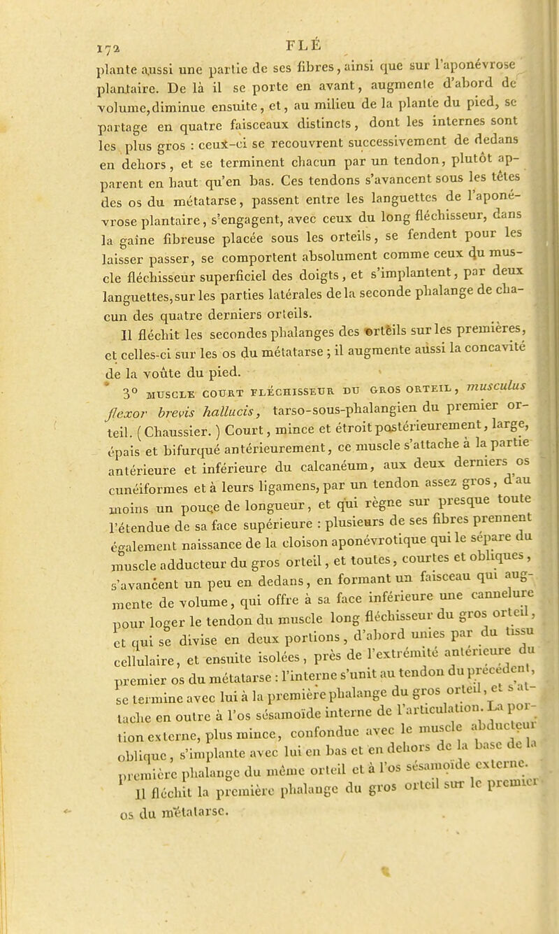 i7a FLÉ plante aussi une partie de ses fibres, ainsi que sur ^aponévrose plantaire. De là il se porte en avant, augmente d'abord de volume,diminue ensuite, et, au milieu de la plante du pied, se partage en quatre faisceaux distincts, dont les internes sont les pins gros : ceux-ci se recouvrent successivement de dedans en dehors, et se terminent chacun par un tendon, plutôt ap- parent en haut qu'en bas. Ces tendons s'avancent sous les têtes des os du métatarse, passent entre les languettes de l'aponé- vrose plantaire, s'engagent, avec ceux du long fléchisseur, dans la gaine fibreuse placée sous les orteils, se fendent pour les laisser passer, se comportent absolument comme ceux du mus- cle fléchisseur superficiel des doigts, et s'implantent, par deux languettes,sur les parties latérales delà seconde phalange de cha- cun des quatre derniers orteils. Il fléchit les secondes phalanges des «rtêils sur les premières, et celles-ci sur les os du métatarse ; il augmente aussi la concavité de la voûte du pied. 3° MUSCLE COURT FLECHISSEUR DU GROS ORTEIL, TïlUSCuluS jlexor brevis hallucis, tarso-sous-phalangien du premier or- teil. (Chaussier. ) Court, mince et étroit postérieurement, large, épais et bifurqué antérieurement, ce muscle s'attache a la partie antérieure et inférieure du calcanéum, aux deux derniers os cunéiformes et à leurs ligamens,par un tendon assez gros, dau moins un pouqe de longueur, et qui règne sur presque toute l'étendue de sa face supérieure : plusieurs de ses fibres prennent également naissance de la cloison aponévrotique qui le sépare du muscle adducteur du gros orteil, et toutes, courtes et obliques, s'avancent un peu en dedans, en formant un faisceau qui aug- mente de volume, qui offre à sa face inférieure une cannelure pour loger le tendon du muscle long fléchisseur du gros orteil, et qui se divise en deux portions, d'abord unies par du tissu cellulaire, et ensuite isolées, près de l'extrémité antérieure du premier os du métatarse : l'interne s'unit au tendon du précèdent, se termine avec lui à la première phalange du gros orteil e. s at- tache en outre à l'os sésamoïde interne de l'articulation La por- ,ion externe, plus mince, confondue avec le muscle abducleu oblique, s'implante avec lui en bas et en dehors de la base de la première phalange du même orteil et à l'os sésamoïde externe. 1 H fléchit la première phalange du gros orteil sur le premier os du métatarse.