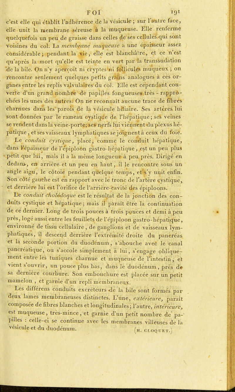 c'est elle qui établit l'adhérence de la vésicule ; sur l'autre face, elle unit la membrane séreuse à la muqueuse. Elle renferme quelquefois un peu de graisse dans celles de ses cellules qui sont voisines du col. La membrane muqueuse a une épaisseur assez considérable; pendant la vie, elle est blanchâtre, et ce n'est qu'après la mort qu'elle est teinte en vert par la transsudation de la bile. On n'y aperçoit ni cryptes ni follicules muqueux ; on rencontre seulement quelques petits grains analogues à ces or- ganes entre les replis valvulaires du col. Elle est cependant cou- verte d'un grand nombre de papilles fongueuses très - rappro- chées les unes des autres. On ne reconnaît aucune trace de fibres charnues dans les parois de la vésicule biliaire. Ses artères lui sont données par le rameau cystique de l'hépatique; ses veines se rendent dans la veine-porte; ses nerfs lui viennent du plexus hé- patique, et ses vaisseaux lymphatiques se joignentà ceux du foie. Le conduit cystique, placé, comme le conduit hépatique, dans l'épaisseur de l'épiploon gastro-hépatique, est un peu plus petit que lui, mais il a la même longueur à peu près. Dirigé en dedans, en arrière et un peu en haut, il le rencontre sous un angle aigu, le côtoie pendant quelque temps, et s'y unit enfin. Son côté gauche est en rapport avec le tronc de l'artère cystique, et derrière lui est l'orifice de l'arrière-cavité des épiploons. L'e conduit cholédoque est le résultat de la jonction des con- duits cystique et hépatique ; mais il paraît être la continuation de ce dernier. Long de trois pouces à trois pouces et demi à peu près, logé aussi entre les feuillets de l'épiploon gastro-hépatique, environné de tissu cellulaire , de ganglions et de vaisseaux lym- phatiques, il descend derrière l'extrémité droite du pancréas et la seconde portion du duodénum, s'abouche avec le canal pancréatique, ou s'accole simplement à lui, s'engage oblique- ment entre les tuniques charnue et muqueuse de l'intestin , et vient s'ouvrir, un pouce plus bas, dans le duodénum, près de sa dernière courbure. Son embouchure est placée sur un petit mamelon , et garnie d'un repli membraneux. Les différens conduits excréteurs de la bile sont formés par deux lames membraneuses distinctes. L'une, extérieure, paraît composée de fibres blanches et longitudinales; l'autre, intérieure, est muqueuse, très-mince, et garnie d'un petit nombre de' pa- pilles : celle-ci se continue avec les membranes villeuses de la vésicule et du duodénum. (H. cloqukt.)