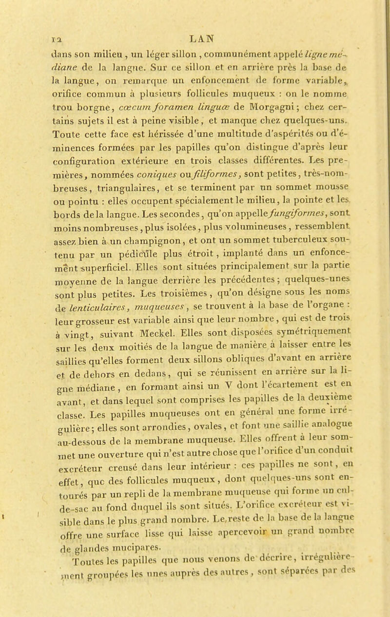 dans son milieu , un léger sillon , communément appelé ligne me diane de la langue. Sur ce sillon et en arrière près la base de la langue, on remarque un enfoncement de forme variable,, orifice commun à plusieurs follicules muqueux : on le nomme trou borgne, cœcum foramen linguœ de Morgagni; chez cer- tains sujets il est à peine visible, et manque chez quelques-uns. Toute cette face est hérissée d'une multitude d'aspérités ou d'é- minences formées par les papilles qu'on distingue d'après leur configuration extérieure en trois classes différentes. Les pre- mières, nommées coniques ou filiformes, sont petites, très-nom- breuses, triangulaires, et se terminent par un sommet mousse ou pointu : elles occupent spécialement le milieu, la pointe et les bords delà langue. Les secondes, qu'on appellefungiformes, sont moins nombreuses, plus isolées, plus volumineuses, ressemblent assez bien à un champignon, et ont un sommet tuberculeux sou- tenu par un pédiclTle plus étroit, implanté dans un enfonce- ment superficiel. Elles sont situées principalement sur la partie moyenne de la langue derrière les précédentes; quelques-unes sont plus petites. Les troisièmes, qu'on désigne sous les noms de lenticulaires, muqueuses, se trouvent à la base de l'organe : leur grosseur est variable ainsi que leur nombre, qui est de trois à vingt, suivant Meckel. Elles sont disposées symétriquement sur les deux moitiés de la langue de manière à laisser entre les saillies qu'elles forment deux sillons obliques d'avant en arrière et de dehors en dedans, qui se réunissent en arrière sur la li- gne médiane, en formant ainsi un V dont l'écartement est en avant, et. dans lequel sont comprises les papilles de la deuxième classe. Les papilles muqueuses ont en général une forme irré- gulière; elles sont arrondies, ovales, et font une saillie analogue au-dessous de la membrane muqueuse. Elles offrent à leur som- met une ouverture qui n'est autre chose que l'orifice d'un conduit excréteur creusé dans leur intérieur : ces papilles ne sont, eu effet, que des follicules muqueux, dont quelques-uns sont en- tourés par un repli de la membrane muqueuse qui forme un cul- de-sac au fond duquel ils sont situés. L'orifice excréteur est vi- sible dans le plus grand nombre. Le,reste de la base de la langue offre une surface lisse qui laisse apercevoir un grand nombre de glandes mucipares. Toutes les papilles que nous venons de décrire, irrégulière ment groupées les unes auprès des autres, sont séparées par des