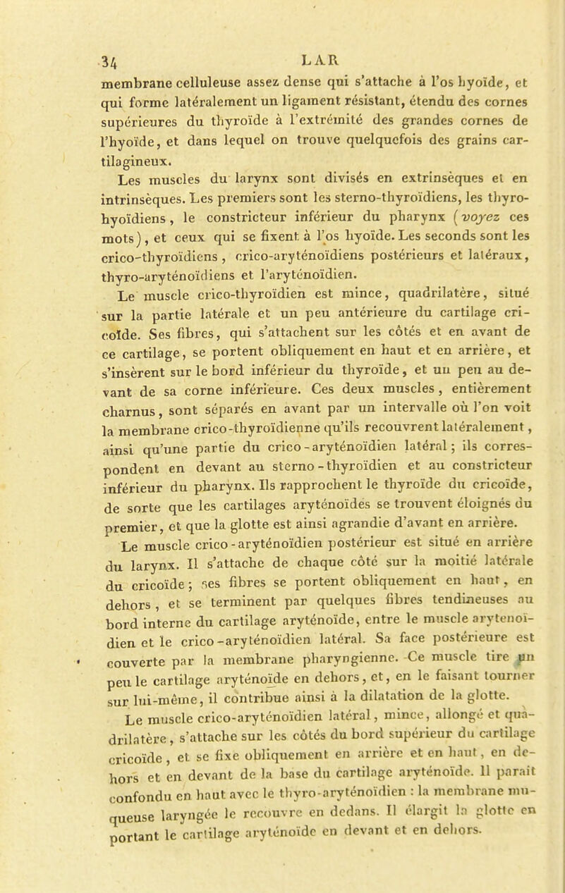 membrane celluleuse assez dense qui s'attache à l'os hyoïde, et qui forme latéralement un ligament résistant, étendu des cornes supérieures du thyroïde à l'extrémité des grandes cornes de l'hyoïde, et dans lequel on trouve quelquefois des grains car- tilagineux. Les muscles du larynx sont divisés en extrinsèques el en intrinsèques. Les premiers sont les sterno-thyroïdiens, les thyro- hyoïdiens, le constricteur inférieur du pharynx ( voyez ces mots), et ceux qui se fixent à l'os hyoïde. Les seconds sont les crico-thyroïdiens , crico-aryténoïdiens postérieurs et latéraux, thyro-aryténoïdiens et l'aryténoïdien. Le muscle crico-thyroïdien est mince, quadrilatère, silué sur la partie latérale et un peu antérieure du cartilage cri- coïde. Ses fibres, qui s'attachent sur les côtés et en avant de ce cartilage, se portent obliquement en haut et en arrière, et s'insèrent sur le bord inférieur du thyroïde, et uu peu au de- vant de sa corne inférieure. Ces deux muscles, entièrement charnus, sont séparés en avant par un intervalle où l'on voit la membrane crico-thyroïdienne qu'ils recouvrent latéralement, ainsi qu'une partie du crico-aryténoïdien latéral; ils corres- pondent en devant au sterno - thyroïdien et au constricteur inférieur du pharynx. Ils rapprochent le thyroïde du ericoïde, de sorte que les cartilages aryténoïdes se trouvent éloignés du premier, et que la glotte est ainsi agrandie d'avant en arrière. Le muscle crico-aryténoïdien postérieur est situé en arrière du larynx. Il s'attache de chaque côté sur la moitié latérale du ericoïde ; r.es fibres se portent obliquement en haut, en dehors , et se terminent par quelques fibres tendineuses au bord interne du cartilage aryténoïde, entre le muscle arytenoï- dien et le crico-aryténoïdien latéral. Sa face postérieure est couverte par la membrane pharyngienne. Ce muscle tire pn peu le cartilage aryténoïde en dehors, et, en le faisant tourner sur lui-même, il contribue ainsi à la dilatation de la glotte. Le muscle crico-aryténoïdien latéral, mince, allongé et qua- drilatère, s'attache sur les côtés du bord supérieur du cartilage ericoïde, et se fixe obliquement en arrière et en haut, en de- hors et en devant de la base du cartilage aryténoïde. 11 parait confondu en haut avec le thyro-aryténoïdien : la membrane mu- queuse laryngée le recouvre en dedans. Il élargit In glotte en portant le cartilage aryténoïde en devant et en deliors.