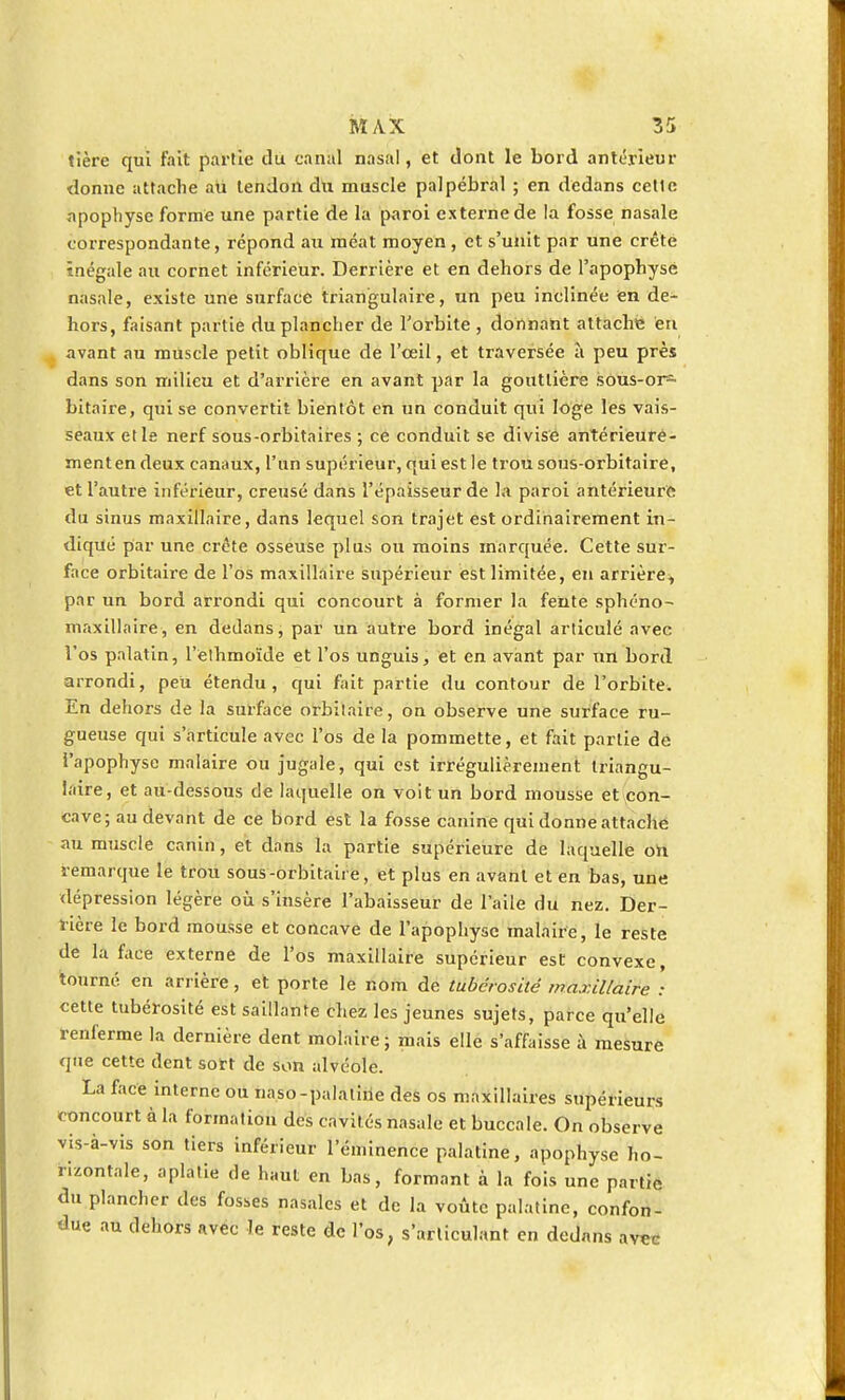 tière qui fait partie du canal nasal, et dont le bord antérieur donne attache au tendon du muscle palpébral ; en dedans cette apophyse formé une partie de la paroi externe de la fosse nasale correspondante, répond au méat moyen , et s'unit par une crête inégale au cornet inférieur. Derrière et en dehors de l'apophyse nasale, existe une surface triangulaire, un peu inclinée en de- hors, faisant partie du plancher de l'orbite , donnant attache en avant au muscle petit oblique de l'œil, et traversée à peu près dans son milieu et d'arrière en avant par la gouttière sôus-or^ bitaire, qui se convertit bientôt en un conduit qui loge les vais- seaux et le nerf sous-orbitaires ; ce conduit se divise antérieurê- menten deux canaux, l'un supérieur, qui est le trou sous-orbitaire, et l'autre inférieur, creusé dans l'épaisseur de la paroi antérieure du sinus maxillaire, dans lequel son trajet est ordinairement in- diqué par une crête osseuse plus ou moins marquée. Cette sur- face orbitaire de l'os maxillaire supérieur est limitée, en arrière, par un bord arrondi qui concourt à former la fente sphéno- maxillaire, en dedans, par un autre bord inégal articulé avec l'os palatin, l'ethmoïde et l'os unguis, et en avant par un bord arrondi, peu étendu, qui fait partie du contour de l'orbite. En dehors de la surface orbitaire, on observe une surface ru- gueuse qui s'articule avec l'os de la pommette, et fait partie de i'apophyse malaire ou jugale, qui est irrégulièrement triangu- laire, et au-dessous de laquelle on voit un bord mousse et con- cave; au devant de ce bord est la fosse canine qui donne attache au muscle canin, et dans la partie supérieure de laquelle on remarque le trou sous-orbitaire, et plus en avant et en bas, une dépression légère où s'insère l'abaisseur de l'aile du nez. Der- rière le bord mousse et concave de l'apophyse malaire, le reste de là face externe de l'os maxillaire supérieur est convexe, tourné en arrière, et porte le nom de tubérosité maxillaire : cette tubérosité est saillante chez les jeunes sujets, parce qu'elle renferme la dernière dent molaire ; mais elle s'affaisse à mesure que cette dent sort de son alvéole. La face interne ou naso-palaline des os maxillaires supérieurs concourt à la formation des cavités nasale et buccale. On observe vis-à-vis son tiers inférieur l'éminence palatine, apophyse ho- rizontale, aplatie de haut en bas, formant à la fois une partie du plancher des fosses nasales et de la voûte palatine, confon- due au dehors avec le reste de l'os, s'arliculant en dedans avec