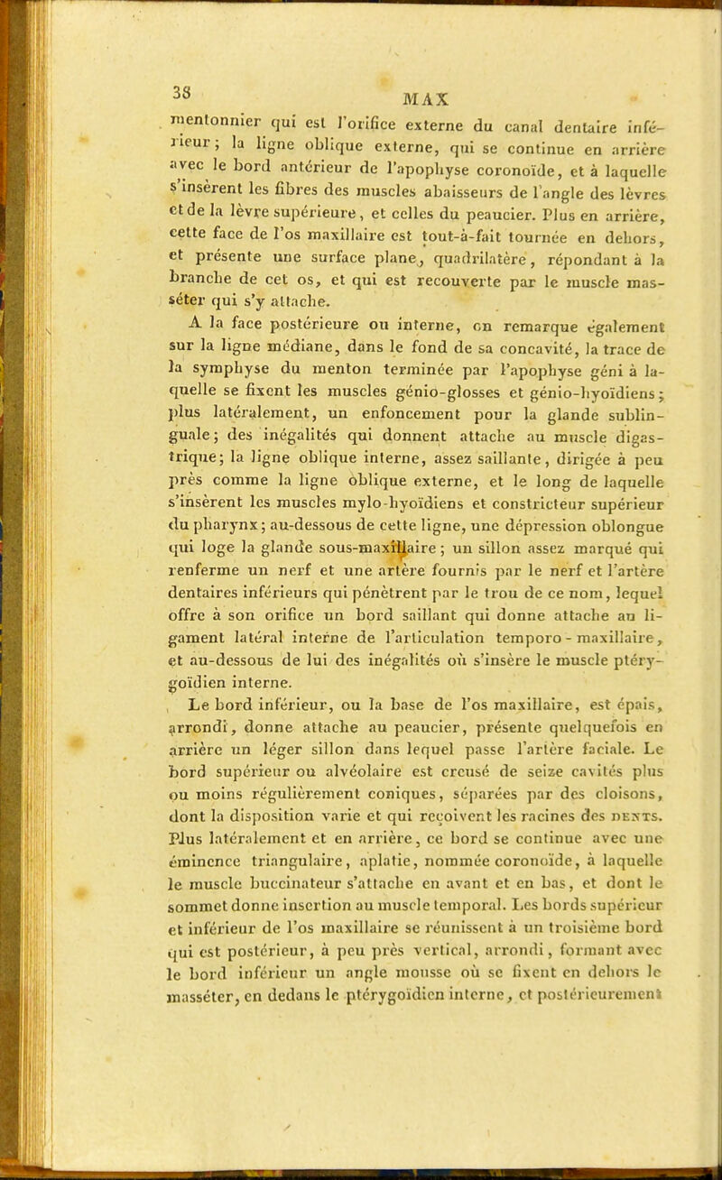 menlonnier qui esl l'orifice externe du canal denlaire infé- rieur ; la ligne oblique externe, qui se continue en arrière a vec le bord antérieur de l'apophyse coronoïde, et à laquelle S'insèrent les fibres des muscles abaisseurs de l'angle des lèvres et de la lèvre supérieure, et celles du peaucier. Plus en arrière, cette face de l'os maxillaire est tout-à-fait tournée en dehors, et présente une surface plane, quadrilatère, répondant à la branche de cet os, et qui est recouverte par le muscle mas- séter qui s'y attache. A la face postérieure ou interne, on remarque également sur la ligne médiane, dans le fond de sa concavité, la trace de la symphyse du menton terminée par l'apophyse géni à la- quelle se fixent les muscles génio-glosses et génio-hyoïdiens ; plus latéralement, un enfoncement pour la glande sublin- guale; des inégalités qui donnent attache au muscle digas- trique; la ligne oblique interne, assez saillante, dirigée à peu près comme la ligne oblique externe, et le long de laquelle s'insèrent les muscles mylo-hyoïdiens et constricteur supérieur du pharynx; au-dessous de cette ligne, une dépression oblongue qui loge la glande sous-maxi^aire ; un sillon assez marqué qui renferme un nerf et une artère fournis par le nerf et l'artère dentaires inférieurs qui pénètrent par le trou de ce nom, lequel offre à son orifice un bord saillant qui donne attache an li- gament latéral interne de l'articulation temporo - maxillaire, et au-dessous de lui des inégalités où s'insère le muscle ptérv- goïdien interne. Le bord inférieur, ou la base de l'os maxillaire, est épais, arrondi, donne attache au peaucier, présente quelquefois en arrière un léger sillon dans lequel passe l'artère faciale. Le bord supérieur ou alvéolaire est creusé de seize cavités plus ou moins régulièrement coniques, séparées par des cloisons, dont la disposition varie et qui reçoivent les racines des dexts. Plus latéralement et en arrière, ce bord se continue avec une éminence triangulaire, aplatie, nommée coronoïde, à laquelle le muscle buccinateur s'attache en avant et en bas, et dont le sommet donne insertion au muscle temporal. Les bords supérieur et inférieur de l'os maxillaire se réunissent à un troisième bord qui est postérieur, à peu près vertical, arrondi, formant avec le bord inférieur un angle mousse où se fixent en dehors le masséter, en dedans le ptérygoïdien interne, et postérieurement