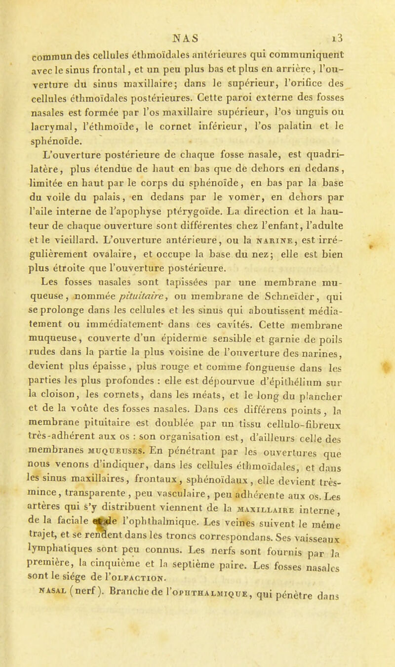 commandes cellules étbmoïdales antérieures qui communiquent avec le sinus frontal, et un peu plus bas et plus en arrière, l'ou- verture du sinus maxillaire; dans le supérieur, l'orifice des cellules cthmoïdales postérieures. Cette paroi externe des fosses nasales est formée par l'os maxillaire supérieur, l'os unguis ou lacrymal, l'éthmoïde, le cornet inférieur, l'os palatin et le sphénoïde. L'ouverture postérieure de chaque fosse nasale, est quadri- latère, plus étendue de haut en bas que de dehors en dedans, limitée en haut par le corps du sphénoïde, en bas par la base du voile du palais, en dedans par le vomer, en dehors par l'aile interne de l'apophyse ptérygoïde. La direction et la hau- teur de chaque ouverture sont différentes chez l'enfant, l'adulte et le vieillard. L'ouverture antérieure, ou la narine, est irré- gulièrement ovalaire, et occupe la base du nez; elle est bien plus étroite que l'ouverture postérieure. Les fosses nasales sont tapissées par une membrane mu- queuse, nommée pituitaire, ou membrane de Schneider, qui se prolonge dans les cellules et les sinus qui aboutissent média- tement ou immédiatement- dans ces cavités. Cette membrane muqueuse, couverte d'un épiderrae sensible et garnie de poils rudes dans la partie la plus voisine de l'ouverture des narines, devient plus épaisse, plus rouge et comme fongueuse dans les parties les plus profondes : elle est dépourvue d'épithélium sur la cloison, les cornets, dans les méats, et le long du plancher et de la voûte des fosses nasales. Dans ces différens points, la membrane pituitaire est doublée par un tissu cellulo-fibreux très-adhérent aux os : son organisation est, d'ailleurs celle des membranes muqueuses. En pénétrant par les ouvertures que nous venons d'indiquer, dans les cellules étbmoïdales, et daus les sinus maxillaires, frontaux, sphénoïdaux, elle devient très- mmce, transparente , peu vasculaire, peu adhérente aux os. Les artères qui s'y distribuent viennent de la maxillaire interne, de la faciale ^e l'ophthalmique. Les veittfes suivent le même trajet, et se renflent dans les troncs correspondans. Ses vaisseaux lymphatiques sont peu connus. Les nerfs sont fournis par la première, la cinquième et la septième paire. Les fosses nasales sont le siège de I'olfaction. NASAL (nerf). Branche de I'ophthalmique, qui pénètre dans
