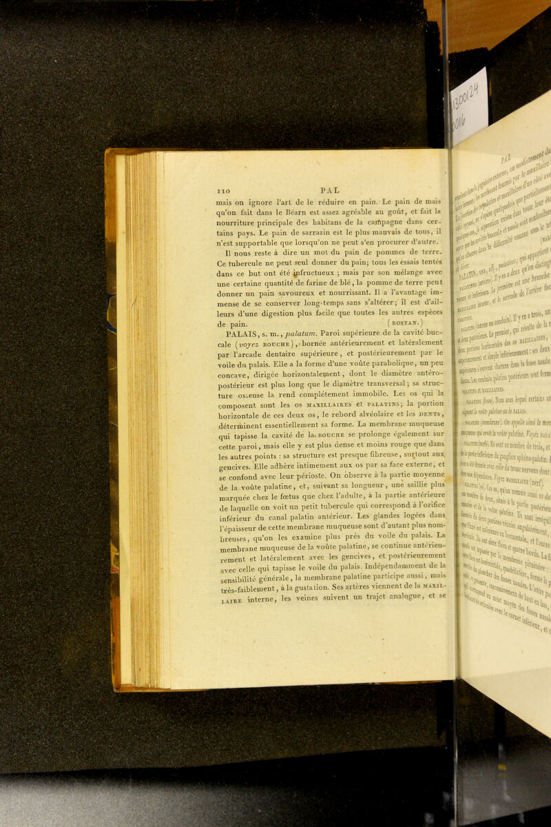 ( iio PAL mais on ignore l'art de le réduire en pain. Le pain de maïs qu'on fait dans le Béarn est assez agréable au goût, et fait la nourriture principale des babitans de la carftpagne dans cer- tains pays. Le pain de sarrazin est le plus mauvais de tous, il n'est supportable que lorsqu'on ne peut s'en procurer d'autre. Ce tubercule ne peut seul donner du pain; tous les essais tentés dans ce but ont été infructueux ; mais par son mélange avec une certaine quantité de farine de blé, la pomme de terre peut donner un pain savoureux et nourrissant. Il a l'avantage im- mense de se conserver long-temps sans s'altérer; il est d'ail- leurs d'une digestion plus facile que toutes les autres espèces de pain. (uostan.) PALAIS, s. m., palatum. Paroi supérieure de la cavité buc- cale [voyez bouche), bornée antérieurement et latéralement par l'arcade dentaire supérieure , et postérieurement par le voile du palais. Elle a la forme d'une voûte parabolique, un peu concave, dirigée horizontalement, dont le diamètre antéro- postérieur est plus long que le diamètre transversal ; sa struc- ture osseuse la rend complètement immobile. Les os qui la composent sont les os maxillaires et palatins; la portion horizontale de ces deux os, le rebord alvéolaire et les deîtts , déterminent essentiellement sa forme. La membrane muqueuse qui tapisse la cavité de la-bouche se prolonge également sur cette paroi, mais elle y est plus dense et moins rouge que dans les autres points : sa structure est presque fibreuse, surtout aux. o^encives. Elle adhère intimement aux os par sa face externe, et se confond avec leur périoste. On observe à la partie moyenne de la voûte palatine, et, suivant sa longueur, une saillie plus marquée chez le fœtus que chez l'adulte, à la partie antérieure de laquelle on voit un petit tubercule qui correspond à l'orifice inférieur du canal palatin antérieur. Les glandes logées dans l'épaisseur de cette membrane muqueuse sont d'autant plus nom- breuses, qu'on les examine plus près du voile du palais. La membrane muqueuse de la voûte palatine, se continue antérieu- rement et latéralement avec les gencives, et postérieurement avec celle qui tapisse le voile du palais. Indépendamment de la sensibilité générale, la membrane palatine participe aussi, mais très-faiblement, à la gustation. Ses artères viennent de la maxil- lAiRE interne, les veines suivent un trajet analogue, et se liai' que' le» ne^reel*' '' seconde d^''^^'^ mm (fa). Nom sous lequel cerlains an lijiHil h roiite phÛM ou Je PiUiJ. Hwm iamkm ], On sjifdk mi la nipn nsfieaie rerél la voile fàûnt Vojei Hu: fiuras/nerfsl Ils sont ira nombre de trois, cl |il'prtieiDfénWàganglio[isplèo.p,i|atinI 'fé^o»bvoocelleà,r„„cnerven.dont, Priions Té teiwles irréRuli P'iaireiiipnt ^%es, 'au