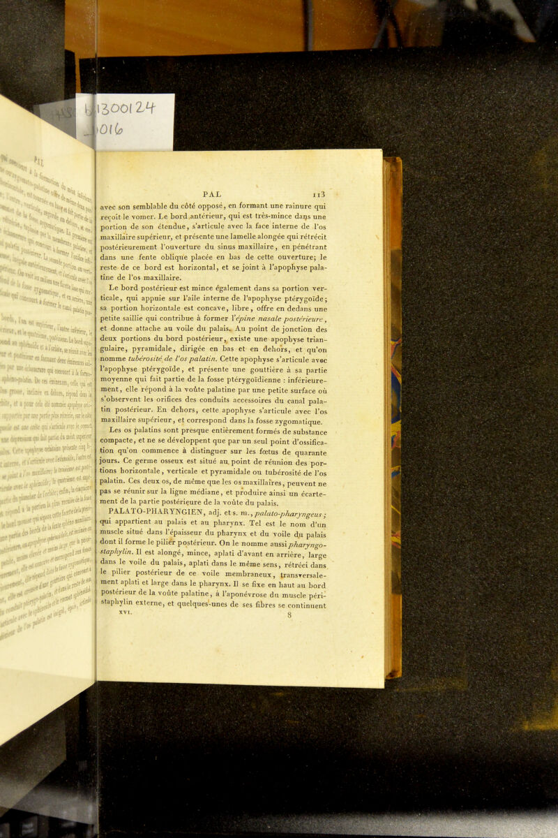 , '  cor. 'tmreiiwconcomàlafom,. : IJ« tes fflincnce, «lit Mi et l'xîrnw, inclinée en debon, répond la ' 1 pour cela élc Domiaéc apt^lipe di- • m partie plus rilmt, sur le colë .-( uae aék ipi i'mlké m le conitt - ..nqBifàitpirtiedaniéaUupetieur !• otteâite pisente cinij fj- ...,,rp<«lVtlinioiiie;r*fii )ilf- ,:r' ,irec liai» 7 rderorbiie;*,^^^'':* ifaceliei spiiéM 0 •ijcliiies' ,1,1111 est PAL ii3 avec son semblable du côté opposé, en formant une rainure qui reçoit le vomer. Le bord antérieur, qui est très-mince daijs une portion de son étendue, s'articule avec la face interne de l'os maxillaire supérieur, et présente une lamelle alongée qui rétrécit postérieurement l'ouverture du sinus maxillaire, en pénétrant dans une fente oblique placée en bas de cette ouverture; le reste de ce bord est horizontal, et se joint à l'apopbyse pala- tine de l'os maxillaire. Le bord postérieur est mince également dans sa portion ver- ticale, qui appuie sur l'aile interne de l'apophyse ptérygoïde; sa portion horizontale est concave, libre, offre en dedans une petite saillie qui contribue à former \épine nasale postérieure, et donne attache au voile du palais. Au point de jonction des deux portions du bord postérieur, existe une apophyse trian- gulaire, pyramidale, dirigée en bas et en dehors, et qu'on nomme tubérosité de l'os palatin. Cette apophyse s'articule avec l'apophyse ptérygoïde, et présente une gouttière à sa partie moyenne qui fait partie de la fosse ptérygoïdienne : inférieure- ment, elle répond à la voûte palatine par une petite surface où s'observent les orifices des conduits accessoires du canal pala- tin postérieur. En dehors, cette apophyse s'articule avec l'os maxillaire supérieur, et correspond dans la fosse zygomatique. Les os palatins sont presque entièrement formés de substance compacte, et ne se développent que par un seul point d'ossifica- tion qu'on commence à distinguer sur les fœtus de quarante jours. Ce germe osseux est situé au. point de réunion des por- tions horizontale , verticale et pyramidale ou tubérosité de l'os palatin. Ces deux os, de même que les os maxillaires, peuvent ne pas se réunir sur la ligne médiane, et produire ainsi un écarle- ment de la partie postérieure de la voûte du palais. PALATO-PHARYNGIEN, adj. et s. m., palato-pharyngeus ; <iui appartient au palais et au pharynx. Tel est le nom d'un muscle situé dans l'épaisseur du pharynx et du voile du palais dont il forme le pilier postérieur. On le nomme aussipharyngo- staphylin. II est alongé, mince, aplati d'avant en arrière, large dans le voile du palais, aplati dans le même sens, rétréci dans le pilier postérieur de ce voile membraneux, transversale- ment aplati et large dans le pharynx. Il se fixe en haut au bord postérieur de la voûte palatine, à l'aponévrose du muscle péri- staphylin externe, et quelques-unes de ses fibres se continuent XVI. 3