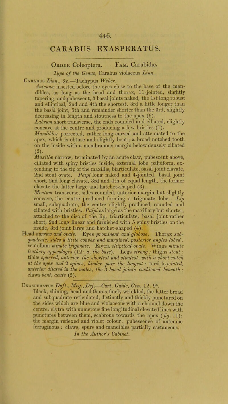 446. CARABUS EXASPERATUS. Order Coleoptera. Fam. Carabidae. Type of the Genus, Carabus violaceus Linn. Carabus Linn., SiC.—^Tachypus Weber. Antenna inserted before the eyes close to the base of the man- dibles, as long as the head and thorax, 11-jointed, slightly tapering, and pubescent, 3 basal joints naked, the 1st long robust and elUptical, 2nd and 4th the shortest, 3rd a little longer than the basal joint, 5th and remainder shorter than the 3rd, slightly decreasing in length and stoutness to the apex (6). Labrum short transverse, the ends rounded and cdiated, slightly concave at the centre and producing a few bristles (1). Mandibles porrected, rather long curved and attenuated to the apex, which is obtuse and slightly bent; a broad notched tooth on the inside with a membranous margin below densely ciliated (2). MaxillcE narrow, terminated by an acute claw, pubescent above, cihated with spiny bristles inside, external lobe palpiform, ex- tending to the tip of the maxdlae, biarticulate, basal joint clavate, 2nd stout ovate. Palpi long naked and 4-jointed, basal joint short, 2nd long clavate, 3rd and 4th of equal length, the former clavate the latter large and hatchet-shaped (3). Mentum transverse, sides rounded, anteidor margin but slightly concave, the centre produced forming a trigonate lobe. Lip small, subquadrate, the centre slightly produced, rounded and ciliated with bristles. Pulpi as large as the maxillary but shoi'ter, attached to the disc of the lip, triarticulate, basal joint rather short, 2nd long linear and furnished with 5 spiny bristles on the inside, 3rd joint large and hatchet-shaped (4). Head narrow and ovate. Eyes prominent and globose. Thorax sub- quadrate, sides a little convex and margined, posterior angles lobed : scutellum minute trigonate. Elytra elliptical ovate. Wings minute leather]/ appendages (12 ; a, the base). Legs strong : thighs stout : tibiae spurred, anterior the shortest and stoutest, tvith a short notch at the apex and 2 spines, hinder pair the longest: tarsi b-jointed, anterior dilated in the males, the 3 basal joints cushioned beneath : claws bent, acute (5). ExASPERATUs Duft., Meg., Dcj.—Curt. Guide, Gen. 12. 9. Black, shining, head and thorax finely wrinkled, the latter broad and subquadrate reticvdated, distinctly and thicldy punctured on the sides which are blue and violaceous with a channel down the centre: elytra with numerous fine longitudinal elevated lines with punctures between them, scabrous towards the apex {fig. 11); the margin reflexed and violet colour: pubescence of antennae ferruginous : claws, spurs and mandibles partially castaneous.