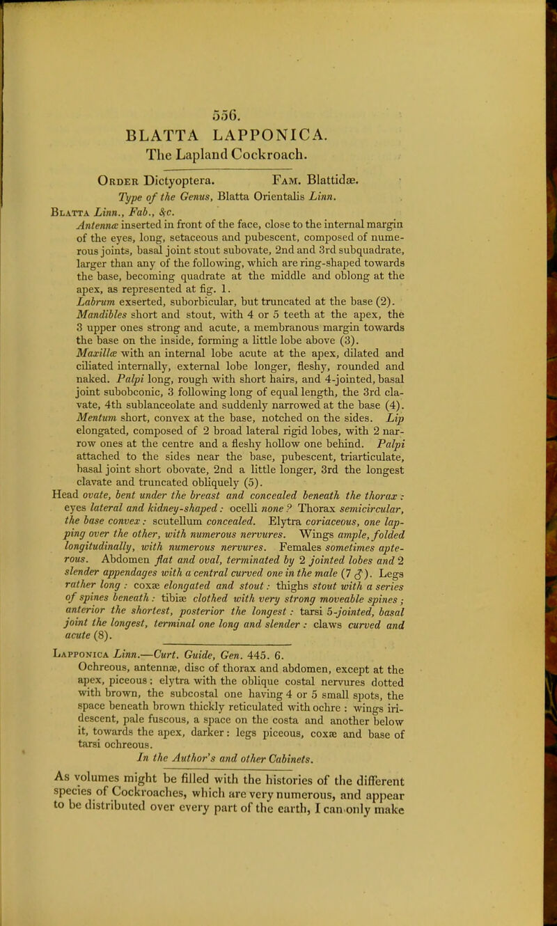 556. BLATTA LAPPONICA. The Lapland Cockroach. Order Dictyoptera. Fam. Blattidae. Type of the Genus, Blatta Orientalis Linn. Blatta Linn., Fab., SfC. Antenna: inserted in front of the face, close to the internal margin of the eyes, long, setaceous and pubescent, composed of nume- rous joints, basal joint stout subovate, 2nd and 3rd subquadrate, larger than any of the following, which are ring-shaped towards the base, becoming quadrate at the middle and oblong at the apex, as represented at fig. 1. Labrum exserted, suborbicular, but truncated at the base (2). Mandibles short and stout, with 4 or 5 teeth at the apex, the 3 upper ones strong and acute, a membranous margin towards the base on the inside, forming a little lobe above (3). MaxillcE with an internal lobe acute at the apex, dilated and ciliated internally, external lobe longer, fleshy, rounded and naked. Palpi long, rough with short hairs, and 4-jointed, basal joint subobconic, 3 following long of equal length, the 3rd cla- vate, 4th sublanceolate and suddenly narrowed at the base (4). Mentum short, convex at the base, notched on the sides. Lip elongated, composed of 2 broad lateral rigid lobes, with 2 nar- row ones at the centre and a fleshy hollow one behind. Palpi attached to the sides near the base, pubescent, triarticulate, basal joint short obovate, 2nd a little longer, 3rd the longest clavate and truncated obliquely (5). Head ovate, bent under the breast and concealed beneath the thorax : eyes lateral and kidney-shaped: ocelli none 9 Thorax semicircular, the base convex: scutellum concealed. Elytra coriaceous, one lap- ping over the other, with numerous nervures. Wings ample, folded longitudinally, with numerous nervures. Females sometimes apte- rous. Abdomen flat and oval, terminated by 2 jointed lobes and 2 slender appendages with a central curved one in the male (7 cj). Legs rather long : coxae elongated and stout: thighs stout with a series of spines beneath: tibiae clothed with very strong moveable spines; anterior the shortest, posterior the longest: tarsi 5-jointed, basal joint the longest, terminal one long and slender : claws curved and acute (8). Lapponica Linn.—Curt. Guide, Gen. 445. 6. Ochreous, antennee, disc of thorax and abdomen, except at the apex, piceous; elytra with the oblique costal nervures dotted with brown, the subcostal one having 4 or 5 small spots, the space beneath brown thickly reticulated with ochre : wings iri- descent, pale fuscous, a space on the costa and another below it, towards the apex, darker: legs piceous, coxae and base of tarsi ochreous. In the Author's and other Cabinets. As volumes might be filled with the histories of the different species of Cockroaches, which are very numerous, and appear to be distributed over every part of the earth, I can only make