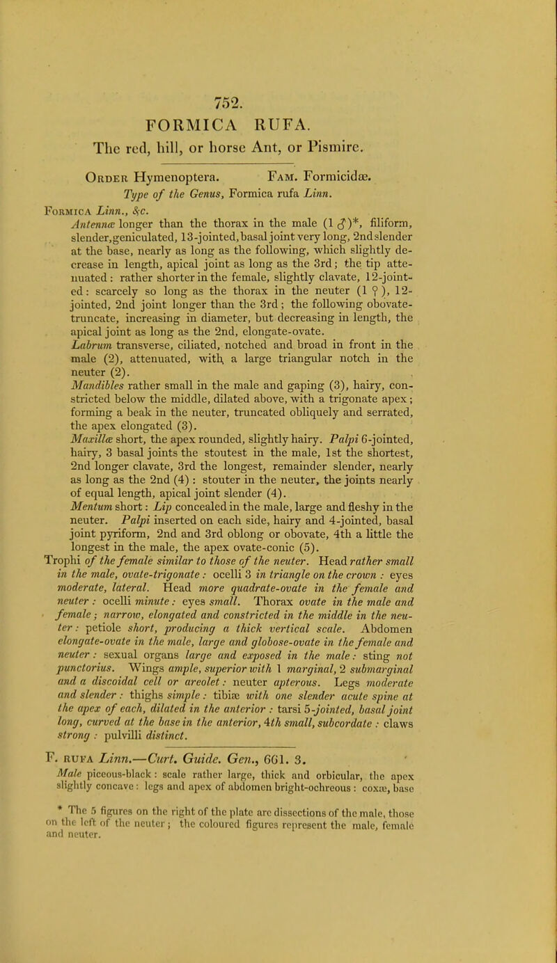 752. FORMICA RUFA. The red, hill, or horse Ant, or Pismire. Order Hymenoptera. Fam. Formicidae. Type of the Genus, Formica rufa Linn. Formica Linn., Re. Antenna; longer than the thorax in the male (1 (J)*, filiform, slender,geniculated, 13-jointed, basal joint very long, 2ndslender at the base, nearly as long as the following, which slightly de- crease in length, apical joint as long as the 3rd; the tip atte- nuated : rather shorter in the female, slightly clavate, 12-joint- ed: scarcely so long as the thorax in the neuter (1 ° ), 12- jointed, 2nd joint longer than the 3rd; the following obovate- truncate, increasing in diameter, but decreasing in length, the apical joint as long as the 2nd, elongate-ovate. Labrum transverse, ciliated, notched and broad in front in the male (2), attenuated, with a large triangular notch in the neuter (2). Mandibles rather small in the male and gaping (3), hairy, con- stricted below the middle, dilated above, with a trigonate apex; forming a beak in the neuter, truncated obliquely and serrated, the apex elongated (3). Maxilla short, the apex rounded, slightly hairy. Palpi 6-jointed, hairy, 3 basal joints the stoutest in the male, 1st the shortest, 2nd longer clavate, 3rd the longest, remainder slender, nearly as long as the 2nd (4) : stouter in the neuter, the joints nearly of equal length, apical joint slender (4). Mentum short: Lip concealed in the male, large and fleshy in the neuter. Palpi inserted on each side, hairy and 4-jointed, basal joint pyriform, 2nd and 3rd oblong or obovate, 4th a little the longest in the male, the apex ovate-conic (5). Trophi of the female similar to those of the neuter. Head rather small in the male, ovate-trigonate: ocelli 3 in triangle on the crown ; eyes moderate, lateral. Head more quadrate-ovate in the female and neuter : ocelli minute: eyes small. Thorax ovate in the male and female; narrow, elongated and constricted in the middle in the neu- ter : petiole short, producing a thick vertical scale. Abdomen elongate-ovate in the male, large and globose-ovate in the female and neuter: sexual organs large and exposed in the male: sting not punctorius. Wings ample, superior with 1 marginal, 2 submarginal and a discoidal cell or areolet: neuter apterous. Legs moderate and slender: thighs simple: tibia; with one slender acute spine at the apex of each, dilated in the anterior : tarsi 5-joinled, basal joint long, curved at the base in the anterior, 4th small, subcordale : claws strong : pulvilli distinct. F. rufa Linn.—Curt. Guide. Gen., 601. 3. Male piceous-black: scale rather large, thick and orbicular, the apex slightly concave : legs and apex of abdomen bright-ochreous : coxue, base * The 5 figures on the right of the plate arc dissections of the male, those on the left of the neuter ; the coloured figures represent the male, female and neuter.