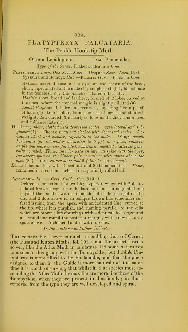 555. PLATYPTERYX FALCATARIA. The Pebble Hook-tip Moth. Order Lepidoptera. Fam. Phalteniclae. Type of the Genus, Phalaena falcataria Linn. Platypteryx Lasp.,Och.,Goda,Curt.—Urepana Schr., Lasp.,Curt.— Syssaura and Bombyx Hub.—Falcaria Haio.—Phalaena Linn. AntenncE inserted close to the eyes on the crown of the head, short, bipectinated in the male (1); simple or slightly bipectinate in the female (1 $ ): the branches ciliated internally. MaxillcB short, broad and leathery, formed of 2 lobes curved at the apex, where the internal margin is slightly ciliated (3). Labial Palpi small, hairy and recurved, appearing like a pencil of hairs (4); triarticulate, basal joint the longest and stoutest, straight, 2nd curved, 3rd nearly as long as the 2nd, compressed and sublanceolate (o). Head very short, clothed with depressed scales: eyes lateral and sub- globose (7). Thorax sinall and clothed with depressed scales. Ab- domen short and slender, especially in the males. Wings nearly horizontal {or triangular according to Sepp) in repose, superior ample and more or less falcated, sometimes indented: inferior gene- rally rounded. Tibiae, anterior ivith an internal spine near the apex, the others spurred, the hinder pair sometimes with spurs above the apex (8 c^): tarsi rather stout and 5-jointed: claws small. Larva tuberculated, with 6 pectoral and 8 abdominal feet. Pupce, contained in a cocoon, inclosed in a partially roUed leaf. Falcataria Linn.—Curt. Guide, Gen. 943. 1. Ochreous, sometimes brownish; superior wings with 2 denti- culated brown strigse near the base and another angulated one beyond the middle, with a roundish slate-coloured spot on the disc and 2 dots above it, an oblique brown line sometimes suf- fused issuing from the apex, with an indented line, curved at the tip, where it is purplish, and running parallel to the cilia which are brown : inferior wings with 4 denticulated strigEE and a serrated line round the posterior margin, with a row of dusky spots above. Abdomen banded with fuscous. In the Author's and other Cabinets. The remarkable Larvae so much resembling those of Ceriira (the Puss and Kitten Moths, fol. 193.), and the perfect Insects so very like the Atlas Moth in miniature, led some naturalists to associate this group with the Bombycidae ; but I think Pla- typteryx is more allied to the Phalaenidae, and that the place assigned to them in the Guide is more natural: at the same time it is worth observing, that whilst in that species most re- sembling the Atlas Moth the maxillae are more like those of the Bombycidae, when they are present in that family; in those removed from the type they are well developed and spiral.
