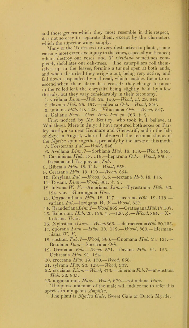and those genera which they most resemble in tliis respect, it is not so easy to separate them, except by tlie characters which the superior wings supply. Many of the Tortrices are very destructive to plants, some causing most extensive injury to the vines, especially in. France; others destroy our roses, and T. viridana sometimes com- pletely defoliates our oak-trees. The caterpillars roll them- selves up in the leaves, forming a tunnel open at both ends, and when disturbed they wriggle out, being very active, and iiill down suspended by a thread, which enables them to re- ascend when their alarm has ceased: they change to pupa? in the rolled leaf, the chrysalis being slightly held by a lew threads, but they vary considerably in their oeconomy. 1. viridana Linn.—Hiib. 25. 156.— Wood, pi. 29. 84<4'. 2. flavana Hub. 25. 157.—palleana Och.— PVood, 84-6. 3. unitana Hiih. 19. 123.—Viburnana Och.— JVood, 84-7. 4. Galiana Bent.—Curt. Brit. Ent. pj. 763. cj. ? . First noticed by Mr, Bentley, who took it, I believe, at Whittlesea Mere in July : I have captured both sexes on Par- ley heath, also near Kenmare and GlengarifF, and in the Isle of Skye in August, where I observed the terminal shoots of the Myrica spun together, probably by the larvae of this moth. 5. Forsterana Fab.— Wood, 848. 6. Avellana Linn.l—Sorbiana Hub. 18. 113.— Wood, 849. 7. Carpiniana 18. 116.—heparana Och.—Wood, 850.— fasciana and Pasquayana Fab. 8. Ribeana Hid). 18. Ui'.— Wood, 852. 9. Cerasana i/ji^. 19. 119.—Wood, 854. 10. Corylana Fab.— JVood, 855.—textana Hub. 18. 1 15. 11. Rosana Linn.— Wood, 861. c?. ? . 12. fulvana W. V.—Ameriana Linn.—Pyrastrana Hiib. 20. 124. var.—Gerningana Haw. 13. Oxyacanthana Hiib. 18. 117.—acerana Hiib. 19. 118.— variana Fal.—laevigana W. V.—fFood, 857. 14. BranderianaJ!/m?i.?—Wood,S62.—Crataegana^^w6.17.107. 15. Roborana Hiib. 20. 125. ? .—V16. S — JVood. 864.—Xy- losteana Treit. 16. XylosteanaLn7?i.— Wood,863.—characterana/fwi.20.125. 17. oporana jE/mw.—Hub. 18. 112.—Wood, 860.— Herman- niana W. V. 18. costana Fab.l—JVood, 866.—Gnomana Hub. 21. 131.— Betulana Hon,—Spectrana Och. 19. Grotiana Fab.— Wood, 871.—flavana Hub. 21. 133.— Ochreana Hub. 21. 134. 20. croceana Hub. 19. VlO.— Wood, 856. 21. sylvana Hub. 20. 128.— Wood, 902. 22. cruciana Linn. — Wood, 873.—cineranajpai. ?—angustana Hub. 32. 205. 23. angustiorana Haw.— Wood, 879.—rotundana Haw. The pilose antennae of the male will induce me to refer this species to my genus Amphisa. The plant is Myrica Gale, Sweet Gale or Dutch Myrtle.