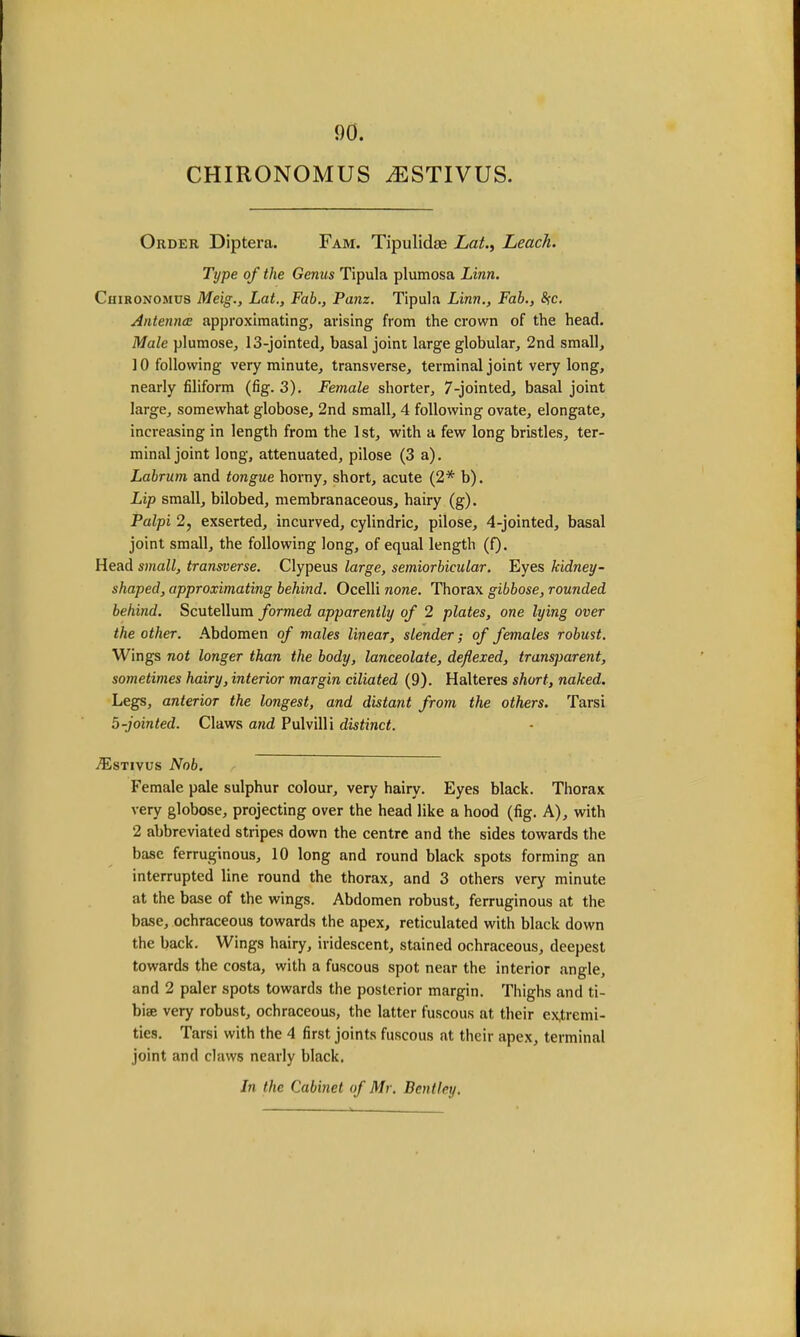 00. CHIRONOMUS iESTIVUS. Order Diptera. Fam. Tipulidse Lat., Leach. Tijpe of the Genus Tipula plumosa Linn. Chironomus Meig., Lat., Fab., Panz. Tipula Linn., Fab., #c. Antennas approximating, arising from the crown of the head. Male plumose, 13-jointed, basal joint large globular, 2nd small, 10 following very minute, transverse, terminal joint very long, nearly filiform (fig. 3). Female shorter, 7-jointed, basal joint large, somewhat globose, 2nd small, 4 following ovate, elongate, increasing in length from the 1 st, with a few long bristles, ter- minal joint long, attenuated, pilose (3 a). Labrum and tongue horny, short, acute (2* b). Lip small, bilobed, membranaceous, hairy (g). Palpi 2, exserted, incurved, cylindric, pilose, 4-jointed, basal joint small, the following long, of equal length (f). Head small, transverse. Clypeus large, semiorbicular. Eyes kidney- shaped, approximating behind. Ocelli none. Thorax gibbose, rounded behind. Scutellura formed apparently of 2 plates, one lying over the other. Abdomen of males linear, slender; of females robust. Wings not longer than the body, lanceolate, deflexed, transparent, sometimes hairy, interior margin ciliated (9). Halteres short, naked. Legs, anterior the longest, and distant from the others. Tarsi 5-jointed. Claws and Pulvilli distinct. ./Estivus Nob. Female pale sulphur colour, very hairy. Eyes black. Thorax very globose, projecting over the head like a hood (fig. A), with 2 abbreviated stripes down the centre and the sides towards the base ferruginous, 10 long and round black spots forming an interrupted line round the thorax, and 3 others very minute at the base of the wings. Abdomen robust, ferruginous at the base, ochraceous towards the apex, reticulated with black down the back. Wings hairy, iridescent, stained ochraceous, deepest towards the costa, with a fuscous spot near the interior angle, and 2 paler spots towards the posterior margin. Thighs and ti- biae very robust, ochraceous, the latter fuscous at their extremi- ties. Tarsi with the 4 first joints fuscous at their apex, terminal joint and claws nearly black. In the Cabinet of Mr. Bentley,