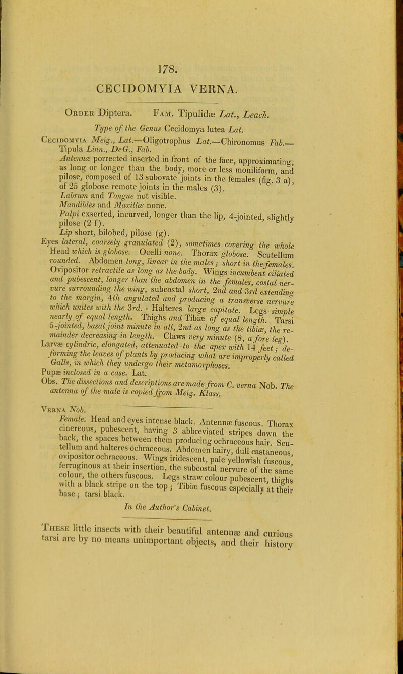 178. CECIDOMYIA VERNA. Order Diptera. Fam. Tipulidae Lat., Leach. Type of the Genus Cecidomya lutea Lat. Cecidomyia Meig., Lat.—Oligotrophia Lat.—Chironomus Fab Tipula Linn., DeG., Fab. Antenna porrectecl inserted in front of the face, approximating as long or longer than the body, more or less moniliform, and pilose, composed of 13subovate joints in the females (fig. 3 a) of 25 globose remote joints in the males (3). Labrum and Tongue not visible. Mandibles and Maxillce none. Palpi exserted, incurved, longer than the lip, 4-jointed slightly pilose (2 f). Lip short, bilobed, pilose (g). Eyes lateral, coarsely granulated (2), sometimes covering the whole Head which, is globose. Ocelli none. Thorax globose. Scutellum rounded. Abdomen long, linear in the males; short in the females Ovipositor retractile as long as the body. Wings incumbent ciliated and pubescent, longer than the abdomen in the females, costal ner- vure surrounding the wing, subcostal short, 2nd and 3rd extending to the margin, 4th angulated and producing a transverse nervure which unites with the 3rd. . Halteres large capitate. Legs simple nearly of equal length. Thighs and Tibia; of equal length. Tarsi 5-jointed, basal joint minute in all, 2nd as long as the Mice the re- mainder decreasing in length. Claws very minute (8, a fore le<r) Larva; cylindric, elongated, attenuated to the apex with 14 feet -de- forming the leaves of plants by producing what are improperly called Galls, in which they undergo their metamorphoses. Pupae inclosed in a case. Lat. Obs. The dissections and descriptions are made from C. verna Nob The antenna of the male is copied from Meig. Klass. Verna Nob Female. Head and eyes intense black. Antenna; fuscous. Thorax cinereous, pubescent, having 3 abbreviated stripes down the back, the spaces between them producing ochraceous hair. Scu- tellum and halteres ochraceous. Abdomen hairy, dull castaneous ovipositor ochraceous. Wings iridescent, pale yellowish fuscous' ferruginous at then- insertion, the subcostal nervure of the same colour, the others fuscous. Legs straw colour pubescent, thighs bale J ESSC ° t0P ' ™* fUSC°US at In the Author's Cabinet. These little insects with their beautiful antenna; and curious tarsi are by no means unimportant objects, and their history