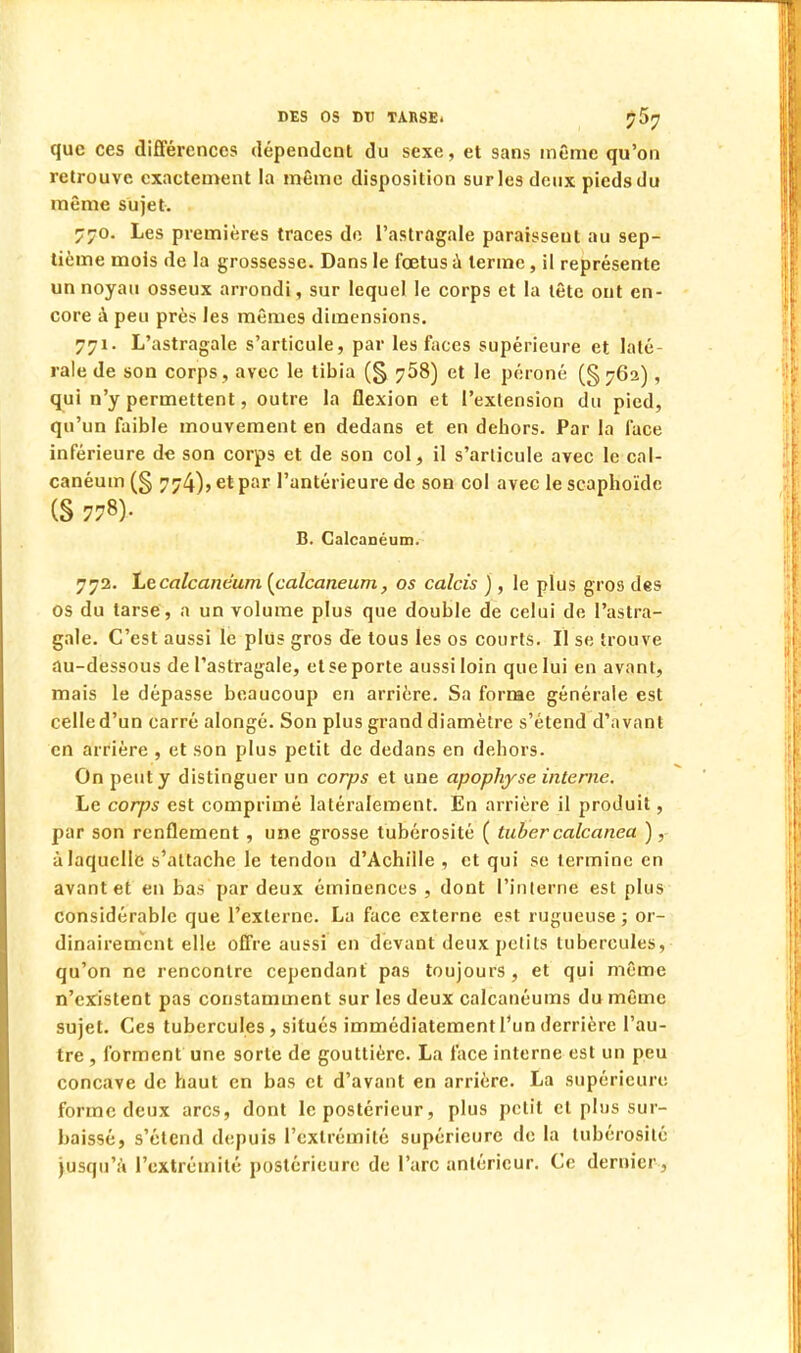 que ces différences dépendent du sexe, et sans même qu'on retrouve exactement la même disposition sur les deux pieds du même sujet. 770. Les premières traces de l'astragale paraissent au sep- tième mois de la grossesse. Dans le fœtus à terme, il représente un noyau osseux arrondi, sur lequel le corps et la tête ont en- core à peu près les mêmes dimensions. 771. L'astragale s'articule, par les faces supérieure et laté- rale de son corps, avec le tibia (§ 758) et le péroné (§ 762) , qui n'y permettent, outre la flexion et l'extension du pied, qu'un faible mouvement en dedans et en dehors. Par la face inférieure de son corps et de son col, il s'articule avec le cal- canéum (§ 774)> et par l'antérieure de son col avec le scaphoïde (S 778). B. Calcanéum. 772. Le calcanéum (calcanéum, os calcis ) , le plus gros des OS du tarse, a un volume plus que double de celui de l'astra- gale. C'est aussi le plus gros de tous les os courts. Il se trouve au-dessous de l'astragale, et se porte aussi loin que lui en avant, mais le dépasse beaucoup en arrière. Sa forme générale est celle d'un carré alongé. Son plus grand diamètre s'étend d'avant en arrière , et son plus petit de dedans en dehors. On peut y distinguer un corps et une apophyse interne. Le corps est comprimé latéralement. En arrière il produit, par son renflement , une grosse tubérosité ( tuber calcanea ), à laquelle s'attache le tendon d'Achille , et qui se termine en avant et en bas par deux éminences , dont l'interné est plus considérable que l'externe. La face externe est rugueuse ; or- dinairement elle offre aussi en devant deux petits tubercules, qu'on ne rencontre cependant pas toujours , et qui même n'existent pas constamment sur les deux calcanéums du même sujet. Ces tubercules, situés immédiatement l'un derrière l'au- tre , forment une sorte de gouttière. La lace interne est un peu concave de haut en bas et d'avant en arrière. La supérieure forme deux arcs, dont le postérieur, plus petit et plus sur- baissé, s'étend depuis l'extrémité supérieure de la tubérosilé jusqu'à l'extrémité postérieure de l'arc antérieur. Ce dernier,