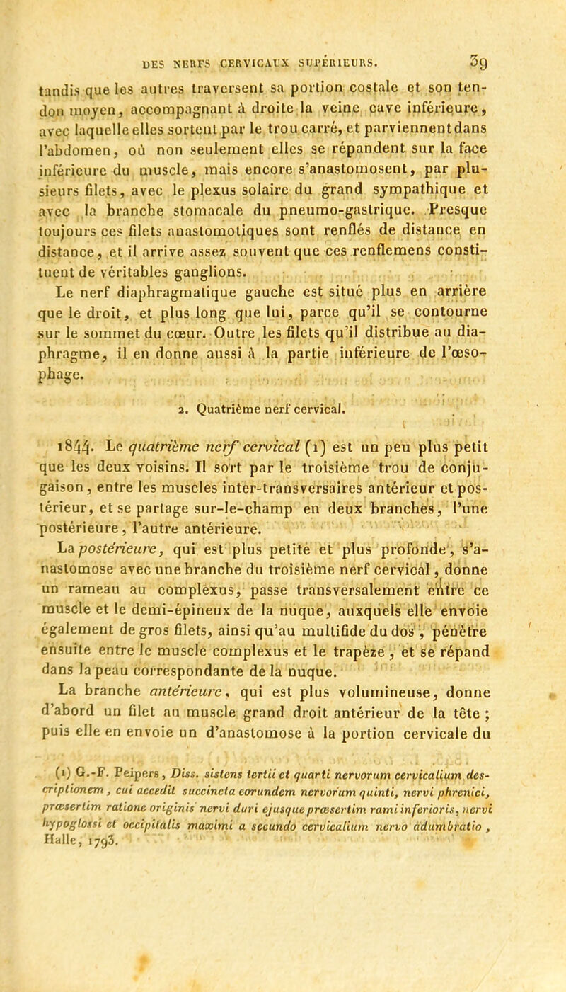 tandis que les autres traversent sa portion costale çt son ten- don moyen, accompagnant à droite la veine cave inférieur^, avec laquelle elles sortent par le trou carré, et parviennent dans l'abdomen, où non seulement elles se répandent sur la face inférieure du muscle, mais encore s'anastomosent, par plu- sieurs file.ts, avec le plexus solaire du grand sympathique et avec la branche stomacale du pneurao-gastrique. Presque toujours ces filets auastomoliques sont renflés de distance en distance, et il arrive assez souvent que ces renflemens consti- tuent de véritables ganglions. Le nerf diaphragraalique gauche est situé plus en arrière que le droit, et plus long que lui, parce qu'il se contourne sur le sommet du cœur. Outre ,les filets qu'il distribue au dia- phragme, il en donne aussi à la partie inférieure de l'œso- phage. 3. Quatrième nerf cervical. i844- Le quatrième ne'rf'cérvïc!dl(^i) esl un peu pins petit que les deux voisins. Il sort par le troisième trou de conju- gaison, entre les muscles inter-transversaires antérieur et pos- térieur, et se partage sur-le-champ en deux branches, l'une postérieure , l'autre antérieure. ' j .'i , - La postérieure, qui est plus petite'et'pTus 'proïSride'; ^'à- nastomose avec une branche du troisième nerf cervical, donne un rameau au complexas, passe transversalement e ce muscle et le demi-épineux de la nuque, auxquels elle envoie également de gros filets, ainsi qu'au multifide du dos ', pénètre ensuite entre le muscle complexus et le trapèze , et se répand dans la peau correspondante de la nuque. ■ ' '' ' La branche antérieure, qui est plus volumineuse, donne d'abord un Olet an muscle grand droit antérieur de la tête ; puis elle en envoie un d'anastomose à la portion cervicale du (i) G.-F. Peipers, Diss. sistens tertii et quarti nervorum cervicalium des' criplionem , cui accedit succincia eorundem nervorum quinti, nervi phrenlci, prœsertim ralione originis nervi duri ejusqueprœsertim ramiinferioris, nervi hypogloisi cl occipilalis maximi a secundo cervicalium neno ddunibratlo , Halle, 1793.