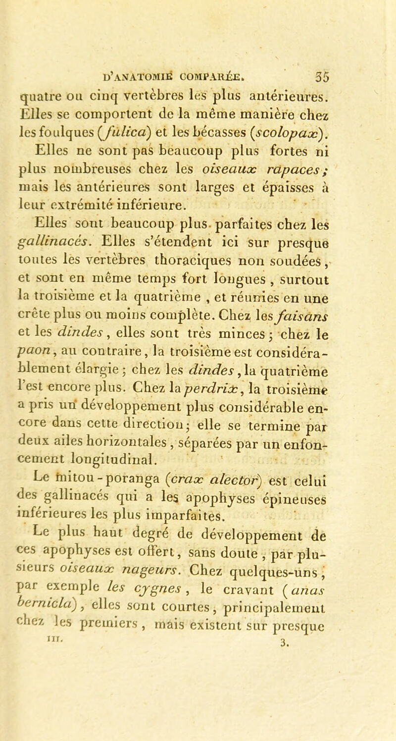 quatre ou cinq vertèbres les plus antérieures. Elles se comportent de la même manière che^ les foulques (Julicà) et les bécasses {scolopax). Elles ne sont pas beaucoup plus fortes ni plus nombreuses chez les oiseaux râpaces ; mais les antérieures sont larges et épaisses à leur extrémité inférieure. Elles sont beaucoup plus, parfaites chez les gallinacés. Elles s'étendent ici sur presque toutes les vertèbres thoraciques non soudées, et sont en même temps fort longues , surtout la troisième et la quatrième , et réunies en une crête plus ou moins complète. Chez les faisans et les dindes, elles sont très minces j chez le paon, au contraire, la troisième est considéra- blement élargie ; chez les dindes, la quatrième l'est encore plus. Chez la perdrix, la troisième a pris uri développement plus considérable en- core dans cette direction- elle se termine par deux ailes horizontales , séparées par un enfon- cement longitudinal. Le tnitou-poranga {crax alector) esi cè\\x\ des gallinacés qui a les apophyses épineuses inférieures les plus imparfaites. Le plus haut degré de développement de ces apophyses est offert, sans doute , par plu- sieurs oiseaux nageurs. Chez quelques-uns, par exemple les cjgnes , le cravant {anas bernicla), elles sont courtes, principalement chez les premiers , mais existent sur presque