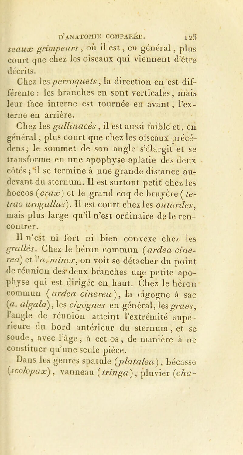 seaux grimpeurs, où il est, en général, plus court que chez les oiseaux qui viennent d'être décrits. Chez les per/vquets, la direction en est dif- férente : les branches en sont verticales, mais leur face interne est tournée en avant, l'ex- terne en arrière. Chez les gallinacés , il est aussi faible et, en général, plus court que chez les oiseaux précé- densj le sommet de son angle s'élargit et se transforme en une apophyse aplatie des deux côtés ;il se termine à une grande distance au- devant du sternum. Il est surtout petit chez les hoccos (cracc) et le grand coq de bruyère ( te- trao urogallus). 11 est court chez les outardes, mais plus large qu'il n'est ordinaire de le ren- contrer. Il n'est ni fort ni bien convexe chez les grallés. Chez le héron commun {ardea cine- rea) et Va. minor, on voit se détacher du point de réunion des* deux branches une petite apo- physe qui est dirigée en haut. Chez le héron commun (ardea cinerea), la cigogne à sac {a. algala), les cigognes en général, les grues, l'angle de réunion atteint l'extrémité supé- rieure du bord antérieur du sternum, et se soude, avec l'âge, à cet os, de manière à ne constituer qu'une seide pièce. Dans les genres spattile (plaialea) , bécasse {scolopax), vanneau (tringa), pluvier (cha-