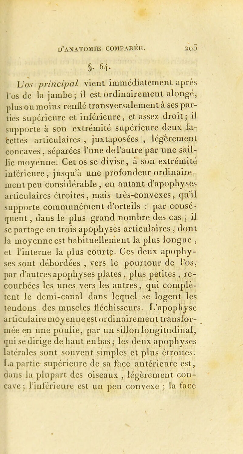 §. 64. L'o^- principal vlenl immédialement après l'os (le la jambe ; il est ordinairement alongé, plus ou moins renflé transversalement à ses par- ties supérieure et inférieure, et assez droit j il supporte à son extrémité supérieure deux la- fcettes articulaires , juxtaposées , légèrement concaves , séparées l'une de l'autre par une sail- lie moyenne. Cet os se divise, à sou extrémité inférieure, jusqu'à une profondeur ordinaire- ment peu considérable, en autant d'apophyses articulaires étroites, mais très-convexes, qu'il supporte communément d'orteils : par consé- quent , dans le plus grand nombre des cas , il se partage en trois apophyses articulaires , dont la moyenne est habituellement la plus longue , et l'interne la plus courtp. Ces deux apophy- ses sont débordées , vers le pourtour de l'os, par d'autres apophyses plates , plus petites , re- courbées les unes vers les autres, qui complè- tent le demi-canal dans lequel se logent les tendons des muscles fléchisseurs. L'apophyse articulaire moyenne est ordinairement transfor- mée en une poulie, par un sillon longitudinal, qui se dirige de haut enbasj les deux apophyses latérales sont souvent simples et plus étroites. La partie supérieure de sa face antérieure est, dans la plupart des oiseaux , légèrement con- cave j l'inférieure est un peu convexe ; la face