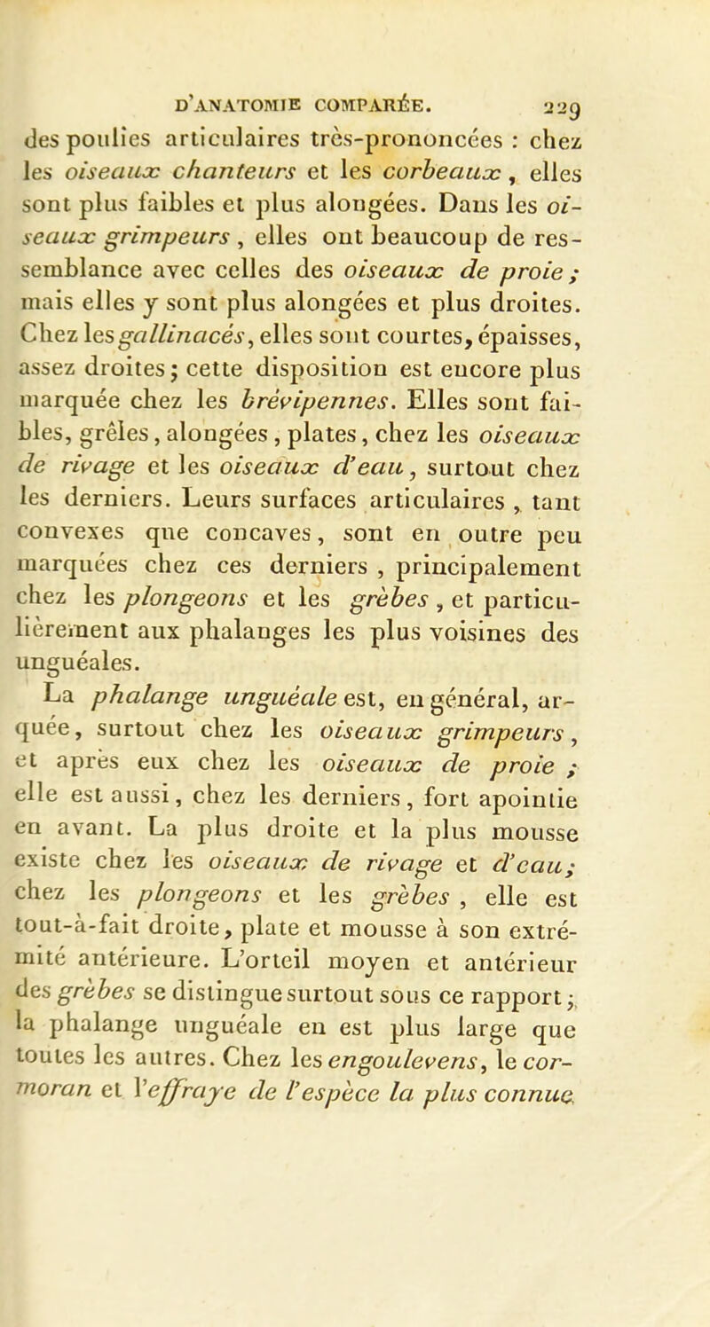 des poulies articulaires très-prononcées : chez les oiseaux chanteurs et les corbeaux, elles sont plus faibles et plus alongées. Dans les oi- seauac grimpeurs , elles ont beaucoup de res- semblance avec celles des oiseaux de proie ; mais elles y sont plus alongées et plus droites. Chez les gallinacés, elles sont courtes, épaisses, assez droites; cette disposition est encore plus marquée chez les hrèvipennes. Elles sont fai- bles, grêles, alongées, plates, chez les oiseaux de rivage et les oiseaux d'eau, surtout chez les derniers. Leurs surfaces articulaires , tant convexes qne concaves, sont en outre peu marquées chez ces derniers , principalement chez les plongeons et les grèbes , et particu- lièrement aux phalanges les plus voisines des unguéales. La phalange unguéale est, en général, ar- quée, surtout chez les oiseaux grimpeurs^ et après eux chez les oiseaux de proie ; elle est aussi, chez les derniers, fort apoinlie en avant. La plus droite et la plus mousse existe chez les oiseaux de rivage et d'eau; chez les plongeons et les grèbes , elle est tout-à-fait droite, plate et mousse à son extré- mité antérieure. L'orteil moyen et antérieur des grèbes se dislingue surtout sous ce rapport j, la phalange unguéale en est plus large que toutes les autres. Chez les engoulevens, le cor- moran et \effray e de l'espèce la plus connue.