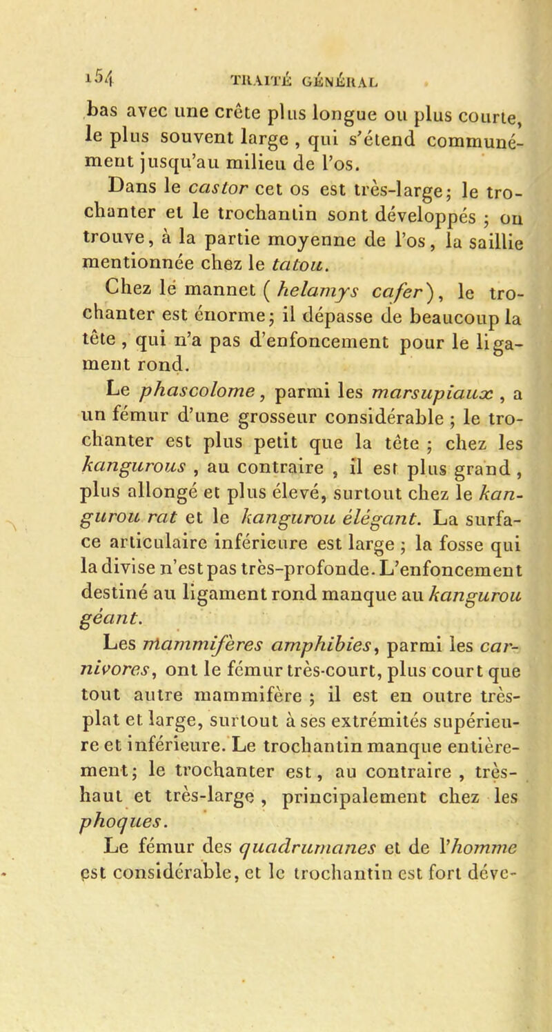 bas avec une crête plus longue ou plus courte, le plus souvent large , qui s'étend communé- ment jusqu'au milieu de l'os. Dans le castor cet os est très-large; le tro- chanter et le trochantin sont développés ; ou trouve, à la partie moyenne de l'os, la saillie mentionnée chez le tatou. Chez lé mannet ( helamys cafer)., le tro- chanter est énorme; il dépasse de beaucoup la tête , qui n'a pas d'enfoncement pour le liga- ment rond. Le phascolome, parmi les marsupiaux , a un fémur d'une grosseur considérable ; le tro- chanter est plus petit que la tête ; chez les kangurous , au contraire , il est plus grand , plus allongé et plus élevé, surtout chez le kan- gurou rat et le kangurou élégant. La surfa- ce articulaire inférieure est large ; la fosse qui la divise n'est pas très-profonde. L'enfoncement destiné au ligament rond manque au kangurou géant. Les rtïammiferes amphibies ^ parmi les car- nivores^ ont le fémur très-court, plus court que tout autre mammifère ; il est en outre très- plat et large, surtout à ses extrémités supérieu- re et inférieure. Le trochantin manque entière- ment; le trochanter est, au contraire , très- haut et très-large , principalement chez les phoques. Le fémur des quadrumanes et de Vhomme pst considérable, et le trochantin est fort déve-