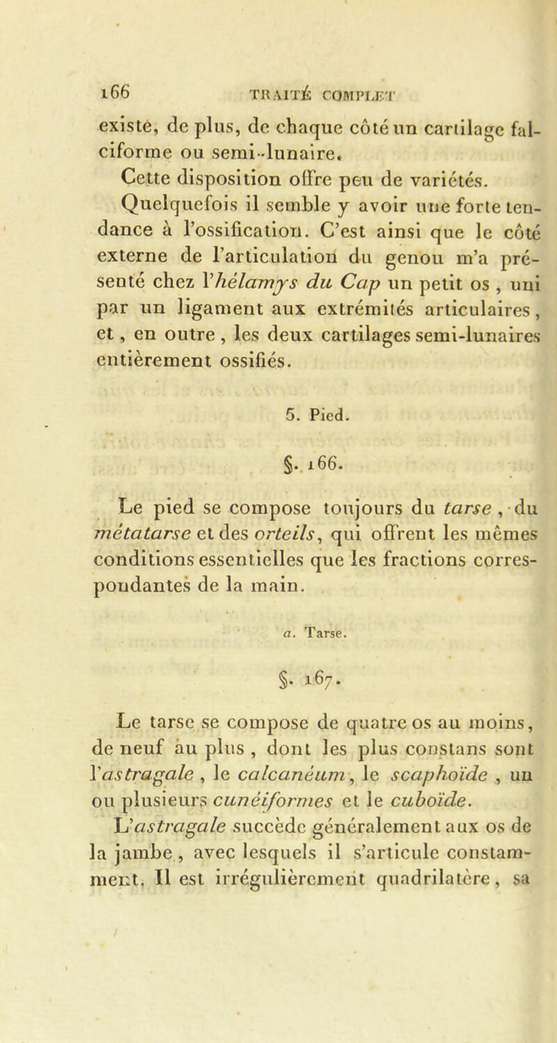 existé, de plus, de chaque côté un cariilagc fal- ciforme ou semi-lunaire. Cette disposition offre peu de variétés. Quelquefois il semble y avoir une forte ten- dance à l'ossification. C'est ainsi que le côté externe de l'articulation du genou m'a pré- senté chez Vhélamjs du Cap un petit os , uni par un ligament aux extrémités articulaires, et, en outre , les deux cartilages semi-lunaires entièrement ossifiés. 5. Pied. §•166. Le pied se compose toujours du tarse , du métatarse et des orteils^ qui offrent les mêmes conditions essentielles que les fractions corres- pondantes de la main. a. Tarse. §. 167. Le tarse se compose de quatre os au moins, de neuf au plus , dont les plus constans sont Vastragale , le calcanéum\ le scaphoïde , un ou plusieurs cunéiformes el le cuboïde. JJastragale succède généralement aux os de la jambe , avec lesquels il s'articule constam- ment, Il est irrégulièrement quadrilatère, sa /