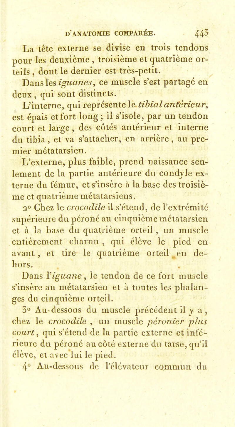 La tête externe se divise en trois tendons pour les deuxième , troisième et quatrième or- teils , dont le dernier est très-petit. Dans les iguanes, ce muscle s'est partagé en deux , qui sont distincts. L'interne, qui représente \e. tibialantérieur, est épais et fort long; il s'isole, par un tendon court et large, des côtés antérieur et interne du tibia , et va s'attacher, en arrière , au pre- mier métatarsien. L'externe, plus faible, prend naissance seu- lement de la partie antérieure du condvle ex- terne du fémur, et s'insère à la base des troisiè- me et quatrième métatarsiens. 2° Chez le crocodile il s'étend, de l'extrémité supérieure du péroné au cinquième métatarsien et à la base du quatrième orteil , un muscle entièrement charnu , qui élève le pied en avant, et tire le quatrième orteil en de- hors. Dans Viguane, le tendon de ce fort muscle s'insère au métatarsien et à toutes les phalan- ges du cinquième orteil. 3° Au-dessous du muscle précédent il y a , chez le crocodile , un muscle péronier plus court, qui s'étend de la partie externe et infé- rieure du péroné au côté externe dvi tarse, qu'il élève, et avec lui le pied. 4° Au-dessous de l'élévateur commun du