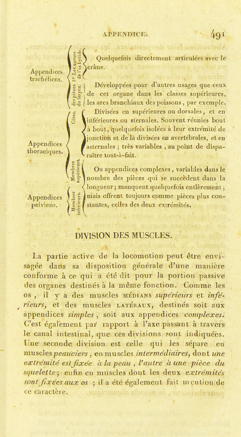 49^ Appendices trachéliens. Appendices thoraciques. Appendices pelviens. Quelquefois directemenl articulées avec le icrâne. Développe'es pour d'autres usages que ceux de cet organe dans les classes supérieures, les arcs branchiaux des poissons, par exemple. Divisées en supérieures ou dorsales, et en ^inférieures ou slernales. Souvent réunies bout 'à bout, quelquefois isolées à leur extrémité de ijonction et delà divisées en avertébrales, et en 'asternales ; très variables , au point de dispa- raître tout-à-fait. Ou appendices complexes, variables dans le nombre des pièces qui se succèdent dans la longueur; manquent quelquefois entièrement j Im'ais offrent toujours comme pièces plus con- stantes, celles des deux extrémités. DIVISION DES MUSCLES. La partie active de la locomotion peut être en\'i- sagée dans sa disposition générale d'une manière conforme à ce qui a été dit pour la portion passive des organes destinés à la mêtiie fonction. Comme les os , il y a des muscles médians supérieurs et infé- rieurs, et des muscles latéraux, destinés soit aux appendices simples , soit aux appendices complexes. C'est également par rapport à l'axe passant à travers le canal intestinal, que ces divisions sont indiquées. Une seconde division est celle qui les sépare en muscles peauciers , en muscles intermédiaires, dont une extrémité est fixée a la peau , l'autre à une pièce du squelette y enfin en muscles dont les deux extrémités sont fixées aux os ; il a été également fait mention de ce caractère. :