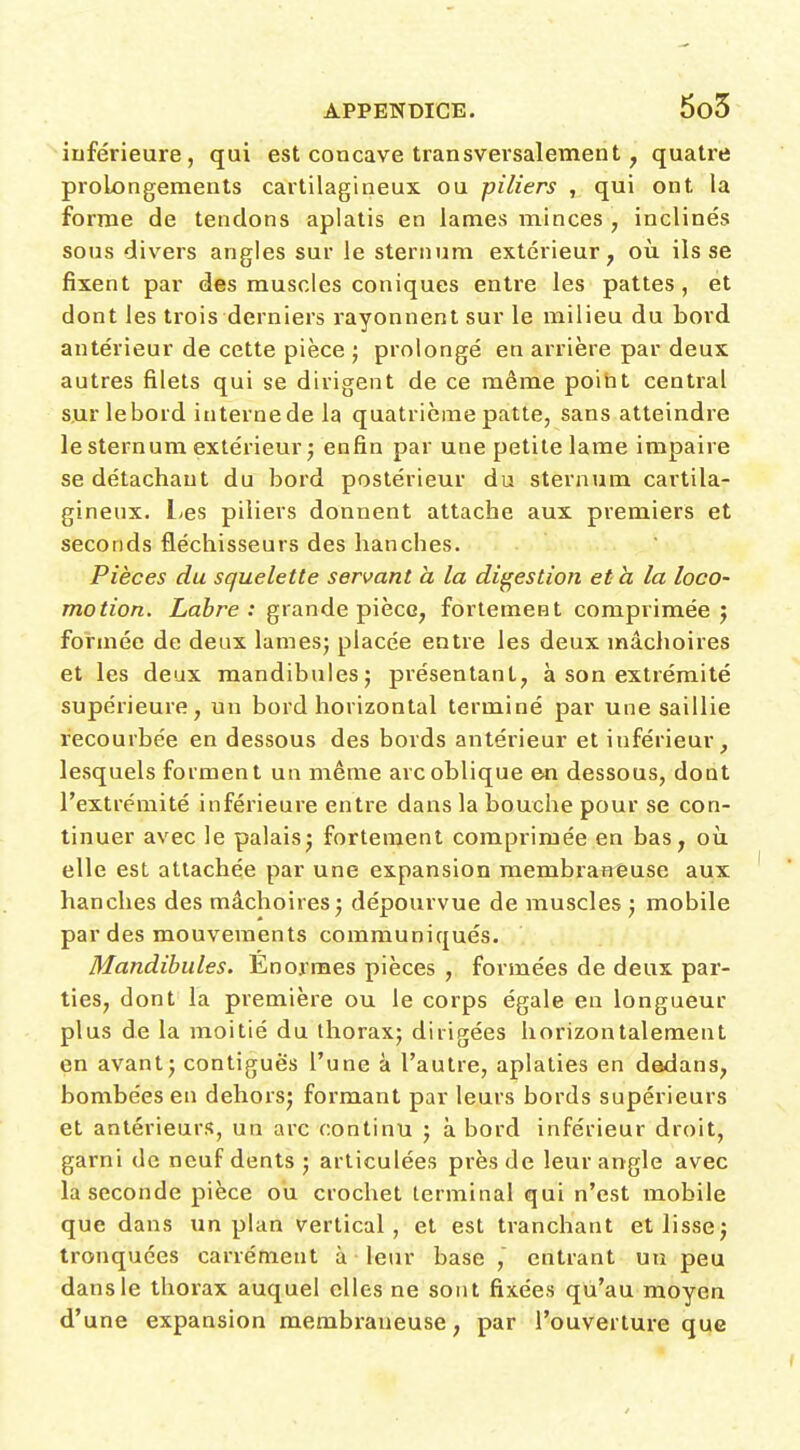 inférieure, qui est concave transversalement, quatre prolongements cartilagineux ou piliers , qui ont la forme de tendons aplatis en lames minces , inclinés sous divers angles sur le sternum extérieur, où ils se fixent par des muscles coniques entre les pattes, et dont les trois derniers rayonnent sur le milieu du bord, antérieur de cette pièce ; prolongé en arrière par deux autres filets qui se dirigent de ce même poiht central sjur le bord interne de la quatrième patte, sans atteindre le sternum extérieur j enfin par une petite lame impaire se détachant du bord postérieur du sternum cartila- gineux. l;es piliers donnent attache aux premiers et seconds fléchisseurs des hanches. Pièces du squelette servant à la digestion et h la loco- motion. Labre: grande pièce, fortement comprimée j formée de deux lames; placée entre les deux mâchoires et les deux mandibules; présentant, à son extrémité supérieure, un bord horizontal terminé par une saillie recourbée en dessous des bords antérieur et inférieur, lesquels forment un même arc oblique en dessous, dont l'extrémité inférieure entre dans la bouche pour se con- tinuer avec le palais; fortement comprimée en bas, où elle est attachée par une expansion membraneuse aux hanches des mâchoires; dépourvue de muscles ; mobile par des mouvements communiqués. Mandibules. Enormes pièces , formées de deux par- ties, dont la première ou le corps égale en longueur plus de la moitié du thorax; dirigées horizontalement en avant; contigues l'une à l'autre, aplaties en dadans, bombées en dehors; formant par leurs bords supérieurs et antérieurs, un arc continu ; à bord inférieur droit, garni de neuf dents ; articulées près de leur angle avec la seconde pièce ou crochet terminal qui n'est mobile que dans iin plan vertical, et est tranchant et lisse; tronquées carrément à leur base entrant un peu dans le thorax auquel elles ne sont fixées qu'au moyen d'une expansion membraneuse, par l'ouverture que