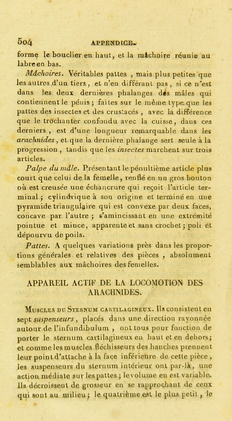 forme le bouclier en haut, et la mâchoire réunie au labre en bas. Mâchoires. Véritables pattes , mais plus petites que les autres d'un tiers , et n'en différant pas , si ce n'est dans les deux dernières phalanges d^s mâles qui contiennent le pénis j faites sur le raêjue type que les pattes des insectes et des crusiacés , avec la différence que le trochanter confondu avec la cuisse, dans ces derniers , est d'une longueur remarquable dans les arachnides, et que la dernière phalange sert seule à la progression , taudis que les insectes marchent sur trois articles. Palpe dumâle. Présentant le pénultième article plus court que celui de la femelle, renflé en un gros bouton où est creusée une échancrure qui reçoit l'article ter- minal ^ cylindrique à son origine et terminé en une pyramide triangul^jire qui est convexe par deux faces, concave par l'autre j «'amincissant en une extrémité pointue et mince, apparente et sans crochet j poli et dépourvu de poils. Pattes. A quelques variations près dans les propor- tions générales et relatives des pièces , absolument semblables aux mâchoires des femelles. APPAREIL ACTIF DE LA LOCOMOTION DES ARACHNIDES. Muscles du Sternum cartilagineux. Us consistent en suspenseurs , placés dans une direction rayonnce autour de l'infundibulum , ont tous pour fonction de porter le sternum cartilagineux en haut et en dehors; et comme les muscles fléchisseurs des hanches prennent leur point d'attache à la face inférieure de cette pièce , les suspenseurs du sternum intérieur ont par-là, une action médiate sur les pattes ; le volume en est variable. Ils décroissent de grosseur en se rapprochant de ceux qui sont au milieu ; le quatrième est le plus petit, le