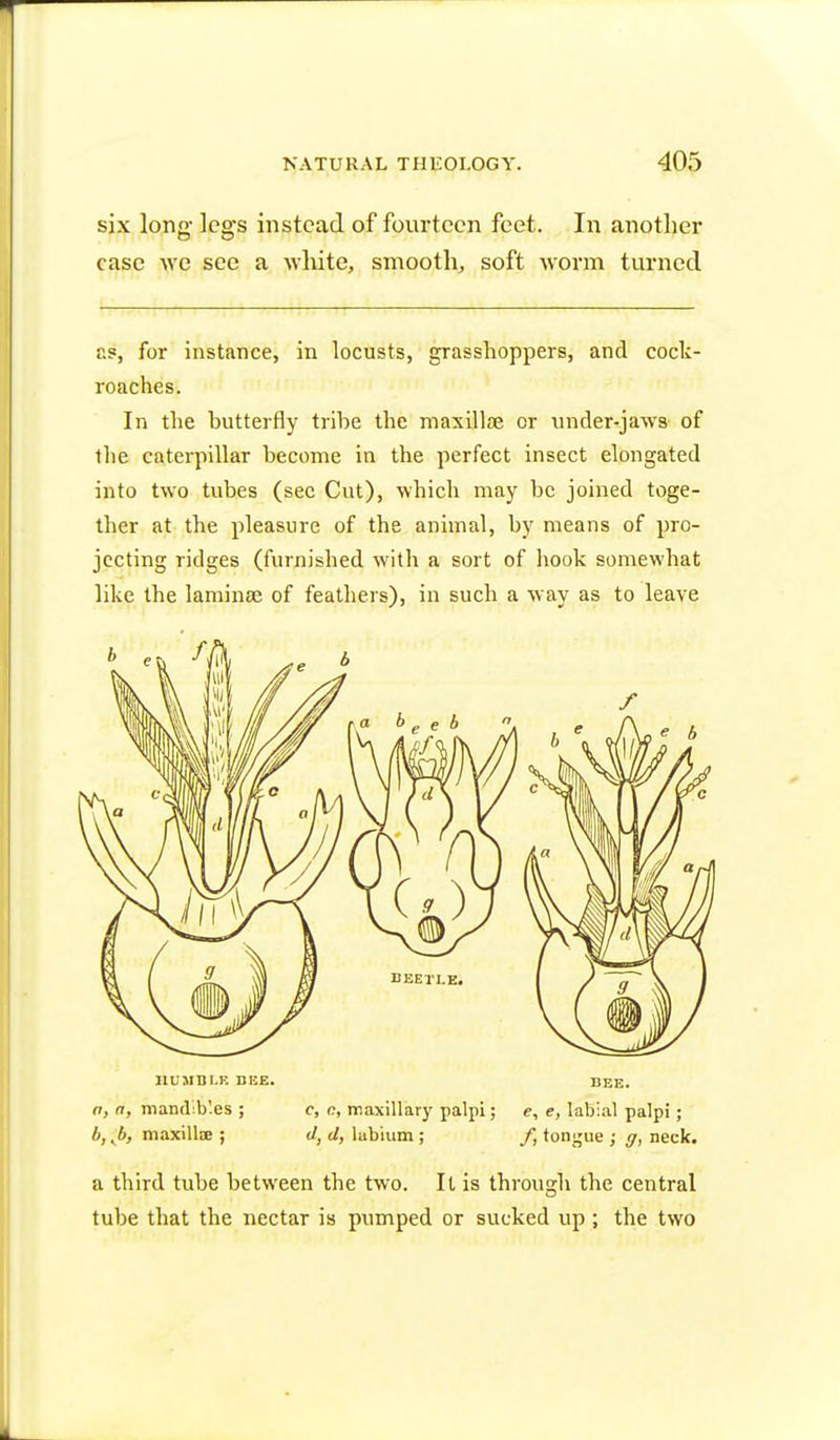 six long- legs instead of fourteen feet. In another case we see a white, smooth, soft worm turned as, for instance, in locusts, grasshoppers, and cock- roaches. In the hutterfly tribe the maxillae or under-jaws of the caterpillar become in the perfect insect elongated into two tubes (sec Cut), which may be joined toge- ther at the pleasure of the animal, by means of pro- jecting ridges (furnished with a sort of hook somewhat like the laminae of feathers), in such a way as to leave HUMBLE DEE. DEE. a, a, mandib'.es ; c, a, maxillary palpi; e, e, labial palpi; b, ^b, maxilloe ; d, d, labium ; /, tongue ; g, neck. a third tube between the two. It is through the central tube that the nectar is pumped or sucked up ; the two