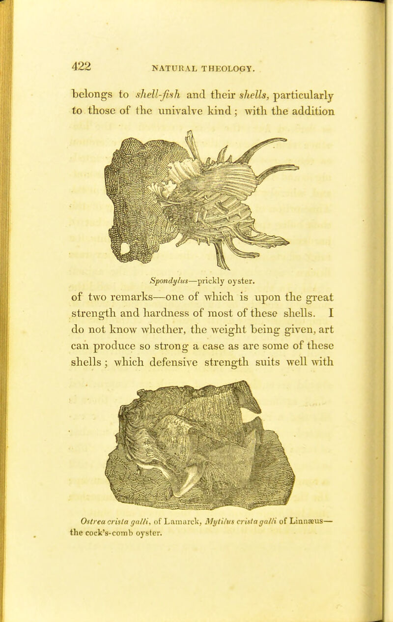 belongs to shell-fish and their shells, particularly to those of the univalve kind; with the addition Spondy/us—prickly oyster. of two remarks—one of Avhich is upon the great strength and hardness of most of these shells. I do not know whether, the weight being given, art can produce so strong a case as are some of these shells ; which defensive strength suits well with Ostrea crista go//i, of Lamarck, Myti/us crista galii of Linnams— the coek's-comb oyster.