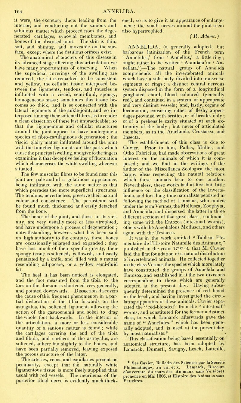 it were, the excretory ducts leading from the interior^ and conducting out the sanious and sabulous matter which proceed from the dege- nerated cartilages, synovial membranes, and bones of the diseased joint. The skin is thin, soft, and shining, and moveable on the sur- face, except where the fistulous orifices exist. The anatomical characters of this disease in its advanced stage affecting this articulation we have many opportunities of observing. When the superficial coverings of the swelling are removed, the fat is remarked to be consistent and yellow, the cellular tissue interposed be- tween the ligaments, tendons, and muscles is infiltrated with a viscid, semi-fluid, spongy, homogeneous mass; sometimes this tissue be- comes so thick, and is so connected with the lateral ligaments of the ankle-joint, and so in- terposed among their softened fibres, as to render a clean dissection of these last impracticable; so that the ligamentous and cellular structures around the joint appear to have undergone a species of fibro-cartilaginous degeneration ; the viscid glairy matter infiltrated around the joint with the tumefied ligaments are the parts which cause the principal swelling, and give to the fingers examining it that deceptive feeling of fluctuation which characterises the white swelling wherever situated. The few muscular fibres to be found near this joint are pale and of a gelatinous appearance, being infiltrated with the same matter as that which pervades the more superficial structures. The tendons, nevertheless, preserve their natural colour and consistence. The periosteum will be found much thickened and easily detached from the bone. The bones of the joint, and those in its vici- nity, are very usually more or less atrophied, and have undergone a process of degeneration ; notwithstanding, however, what has been said on high authority to the contrary, these bones are occasionally enlarged and expanded ; they have lost much of their specific gravity, their spongy tissue is softened, yellowish, and easily penetrated by a knife, and filled with a matter resembling adipocere, or a yellow semi-fluid fat. The heel it has been noticed is elongated, and the foot measured from the tibia to the toes on the dorsum is shortened very generally, and pointed downwards. Dissection discovers the cause of this frequent phenomenon in a par- tial dislocation of the tibia forwards on the astragalus, the softened ligaments allowing the action of the gastrocnemii and solaei to drag the whole foot backwards. In the interior of the articulation, a more or less considerable quantity of a sanious matter is found; while the cartilages covering the end of the tibia and fibula, and surfaces of the astragalus, are softened, adhere but slightly to the bones, and have been partially removed, leaving exposed the porous structure of the latter. The arteries, veins, and capillaries present no peculiarity, except that the naturally white ligamentous tissue is more freely supplied than usual with red vessels. The neurilema of the posterior tibial nerve is evidently much thick- ened, so as to give it an appearance of enlarge- ment ; the small nerves around the joint seem also hypertrophied. ( R. Adams.) ANNELIDA, (a generally adopted, but barbarous latinization of the French term ' Annelides,' from ' Annellus,' a little ring; ought rather to be written ' Annulata'or ' An- nellata.')—The natural group of Annelida comprehends all the invertebrated animals which have a soft body divided into transverse segments or rings; a distinct central nervous system disposed in the form of a longitudinal gangliated chord, blood coloured (generally red), and contained in a system of appropriate and very distinct vessels; and, lastly, organs of locomotion, consisting either of fleshy appen- dages provided with bristles, or of bristles only; or of a prehensile cavity situated at each ex- tremity of the body ; but never of articulated members, as in the Arachnida, Crustacea, and Insecta. The establishment of this class is due to Cuvier. Prior to him, Pallas, Muller, and Otho Fabricius, had made observations of great interest on the animals of which it is com- posed ; and we find in the writings of the author of the Miscellanea Zoologica the most happy ideas respecting the natural relations which these animals bear to one another. Nevertheless, these works had at first but little influence on the classification of the Inverte- brata, and for a long time naturalists persisted in following the method of Linnaeus, who united under the term Vermes, the Mollusca, Zoophyta, and Annelida, and dispersed the latter in three different sections of that great class ; confound- ing some with the Entozoa (intestinal worms), others with the Acephalous Mollusca, and others again with the Testacea. It was in the work entitled  Tableau Ele- mentaire de l'Histoire Naturelle des Animaux, published in the years 1797-8, that M. Cuvier laid the first foundation of a natural distribution of invertebrated animals. He collected together in the class Vermes the species which more lately have constituted the groups of Annelida and Entozoa, and established in it the two divisions corresponding to those which are generally adopted at the present day. Having subse- quently determined the presence of red blood in the leech, and having investigated the circu- lating apparatus in these animals, Cuvier sepa- rated the  red-blooded'' from the  intestinal worms, and constituted for the former a distinct class, to which Lamarck afterwards gave the name of  Annelides, which has been gene- rally adopted, and is used at the present day by most naturalists.* This classification being based essentially on anatomical structure, has been adopted by Lamarck, Dumeril, Savigny, Leach, Latreille, * See Cuvier, Bulletin des Sciences par la Societe Philomathique, an vii. et x. Lamarck, Discours d'ouverture du cours des Animaux sans Veriebres prononce en Mai 1806, et Histoire des Animaux sans Vertebres.